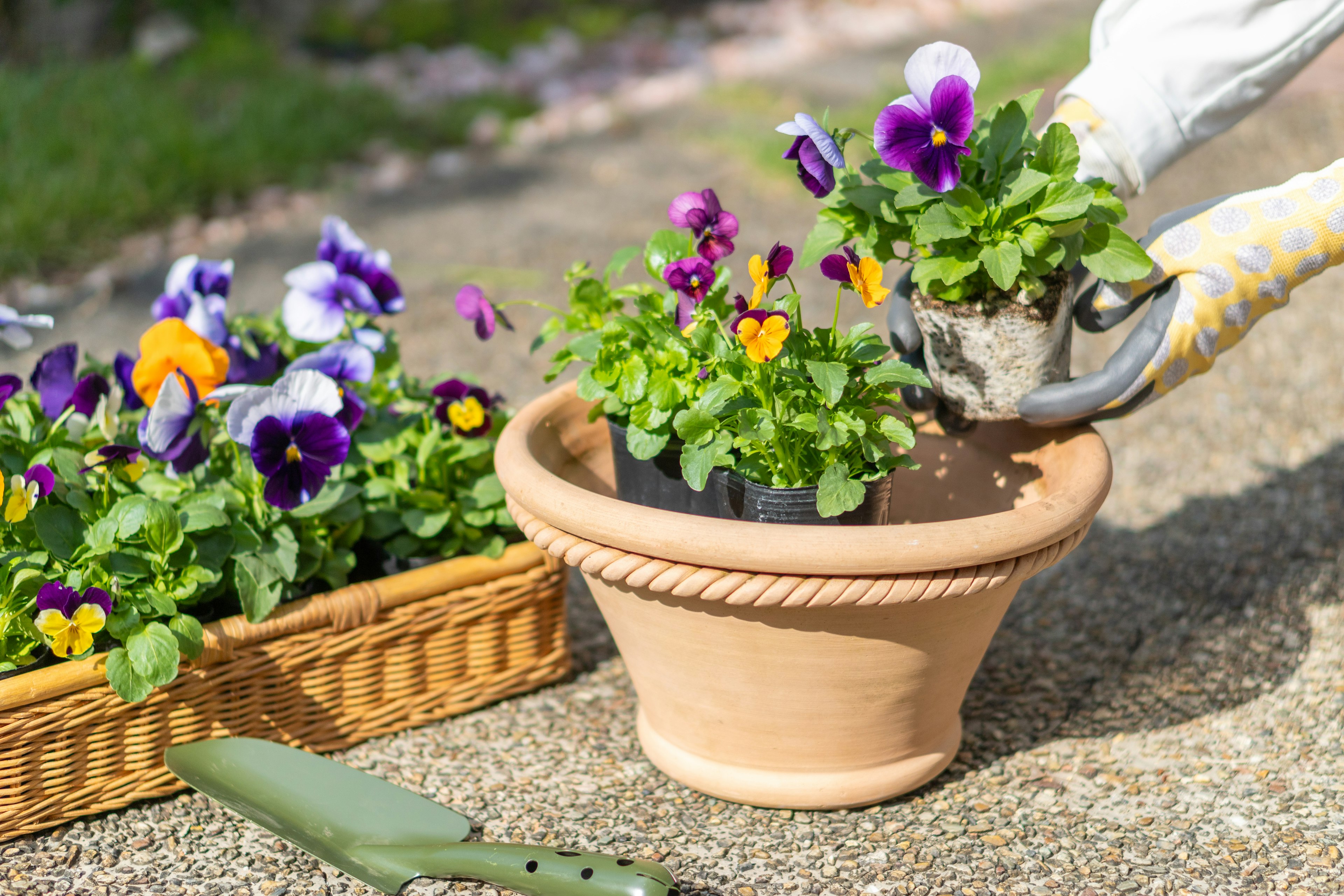 A gloved hand planting colorful pansies in a terracotta pot