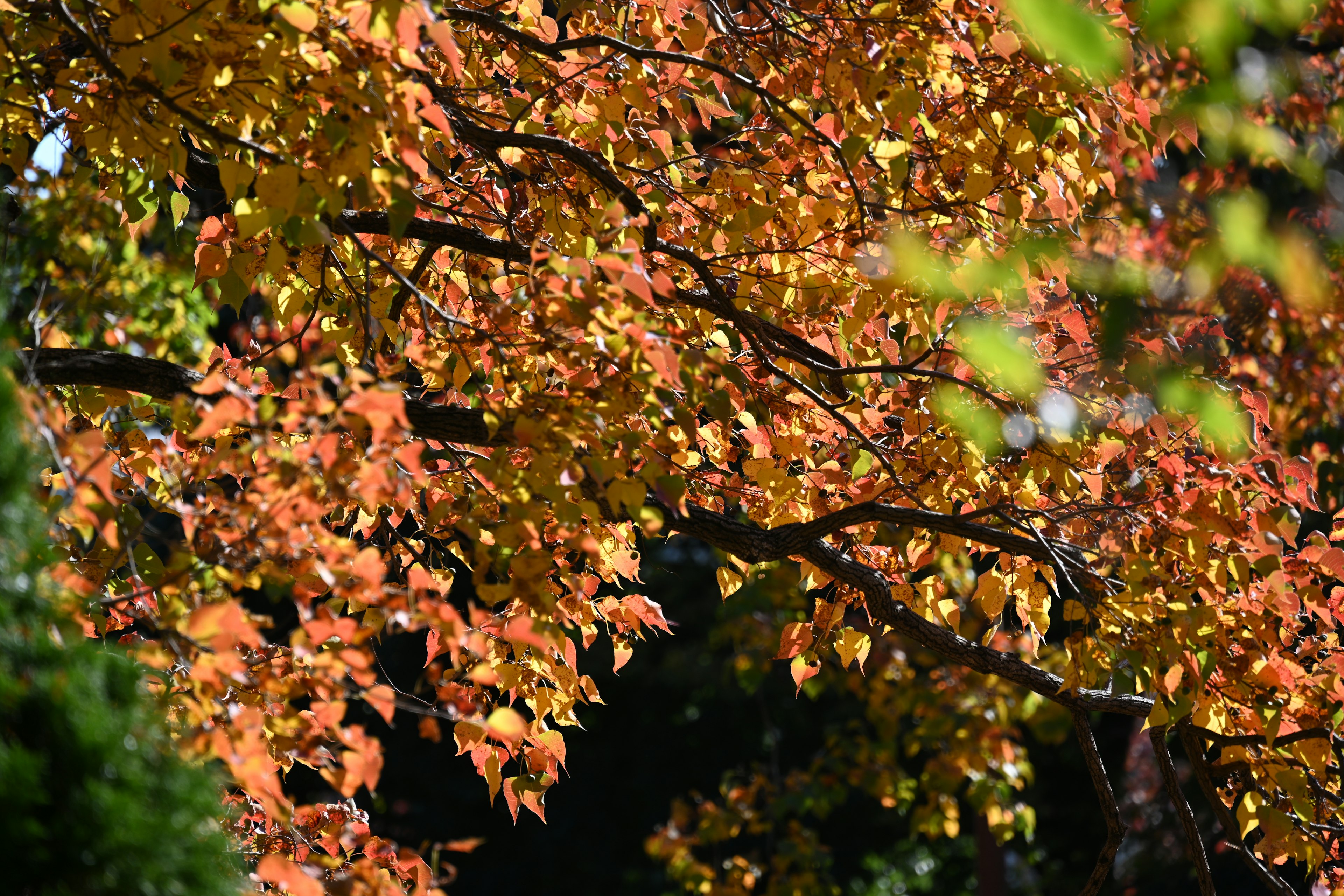 Lebendige Herbstblätter in leuchtenden Orange- und Gelbtönen