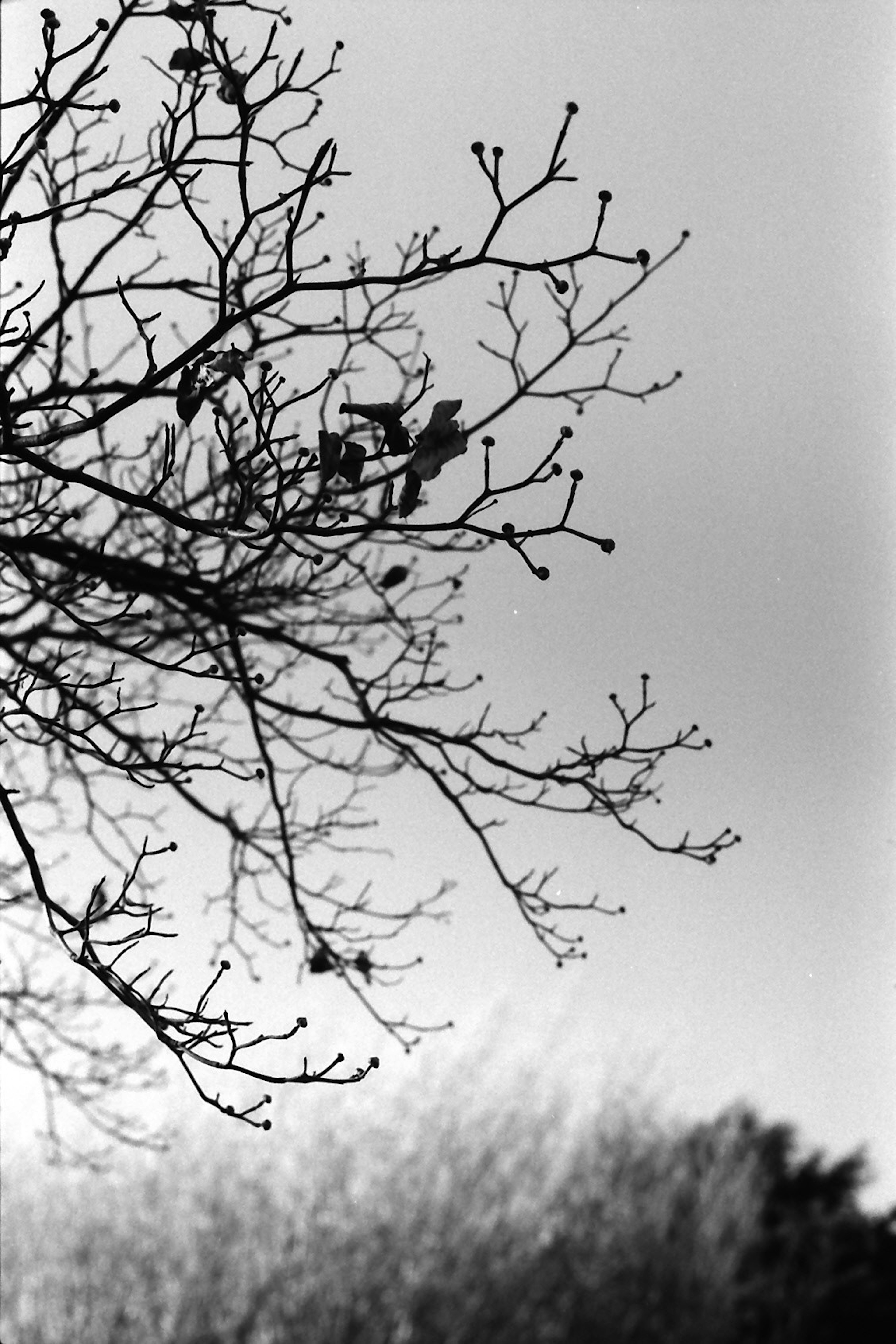 Black and white image of tree branches reaching towards the sky