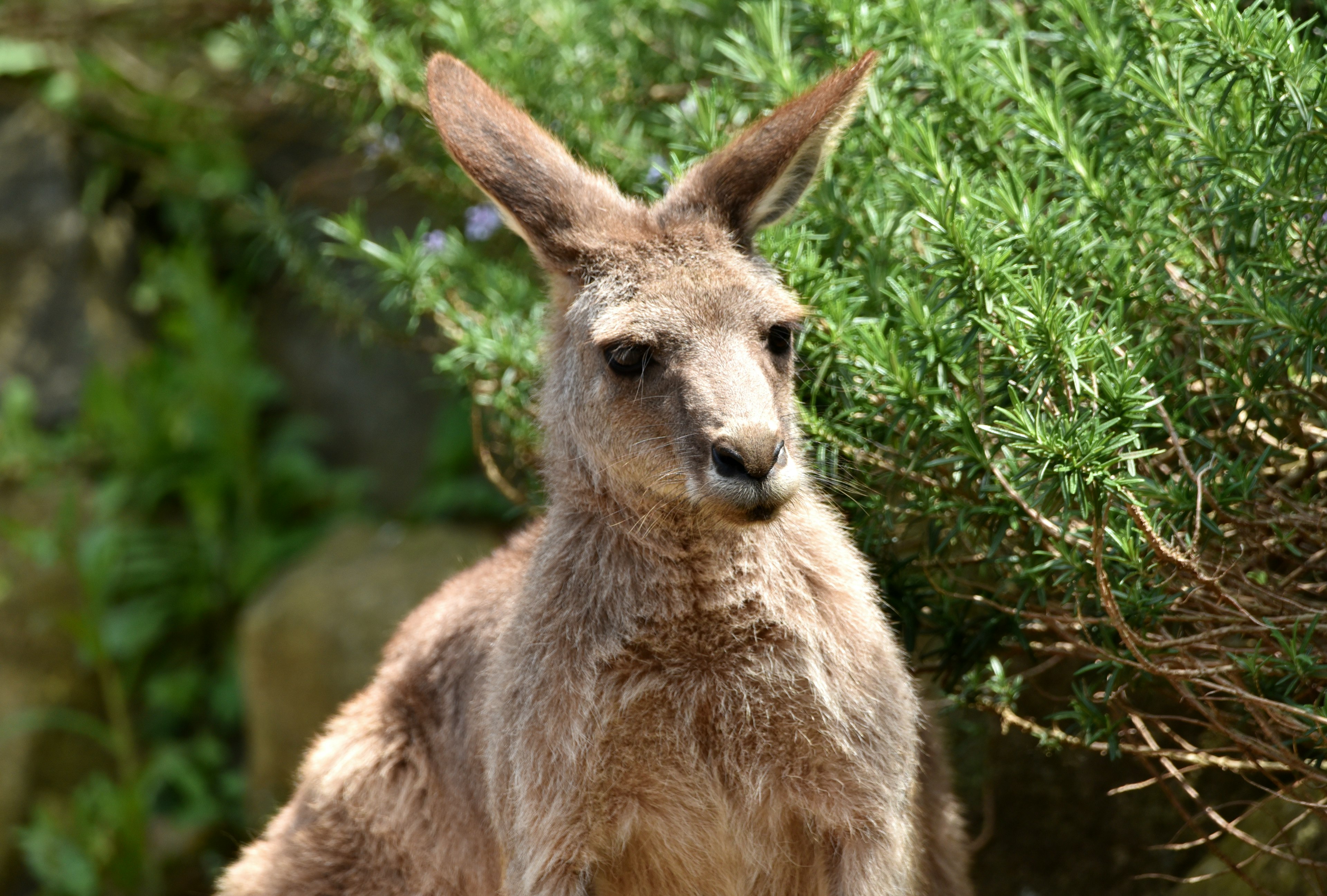 Young kangaroo standing in front of green foliage