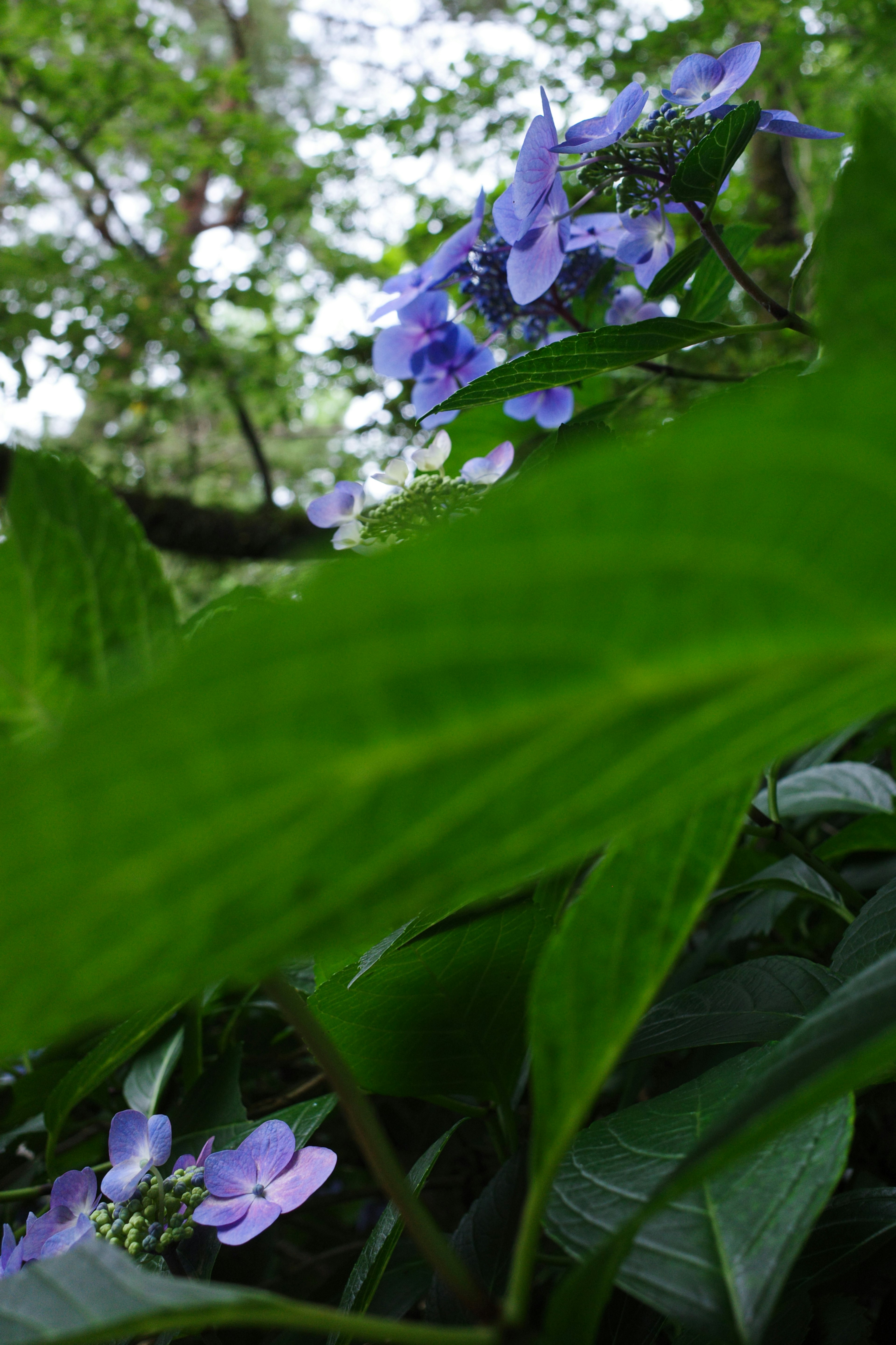 鮮やかな紫の花と緑の葉が交差する自然の風景