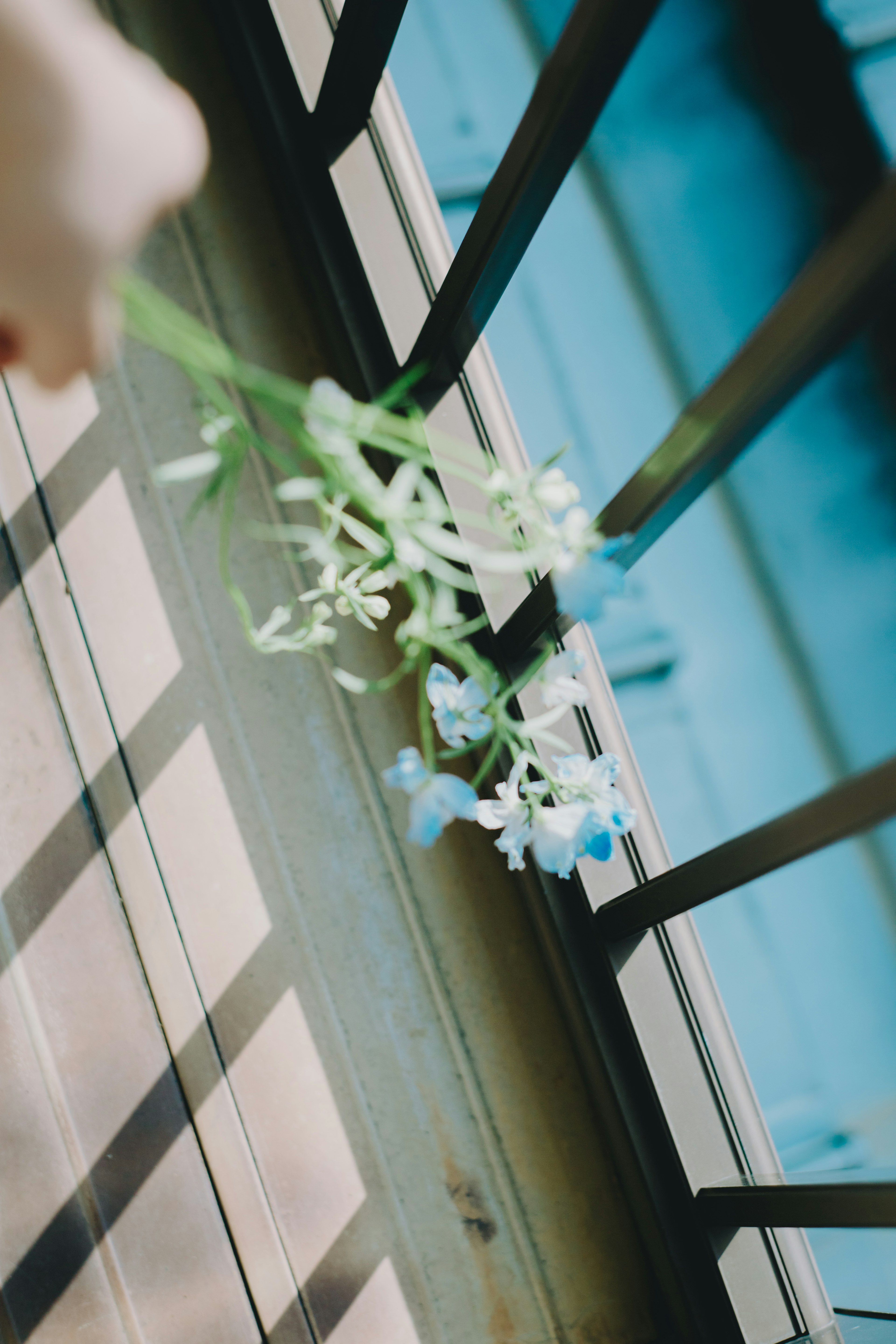 Primer plano de una mano sosteniendo flores blancas en un balcón azul