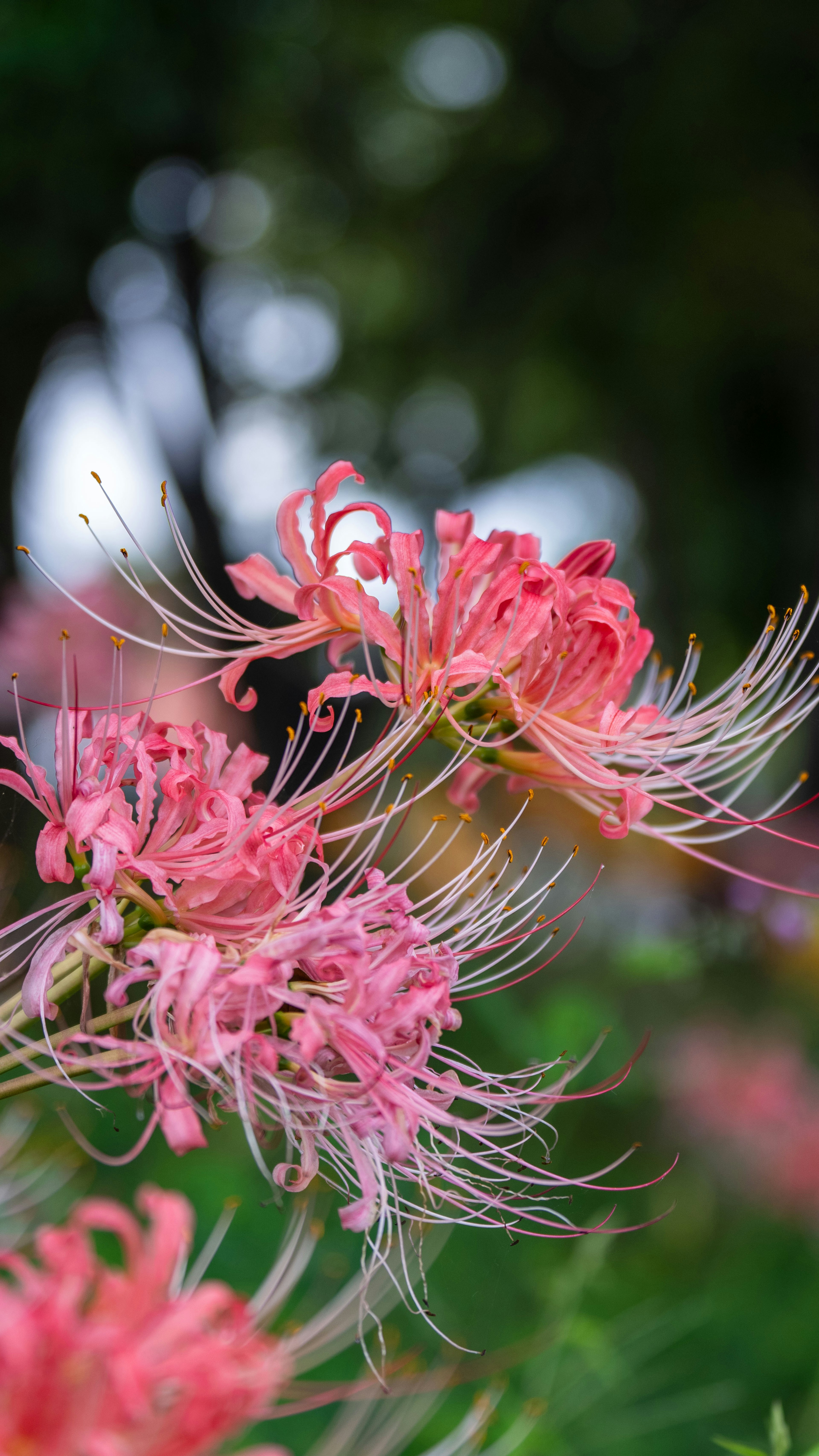 Fleurs roses avec des pétales délicats et de longues étamines