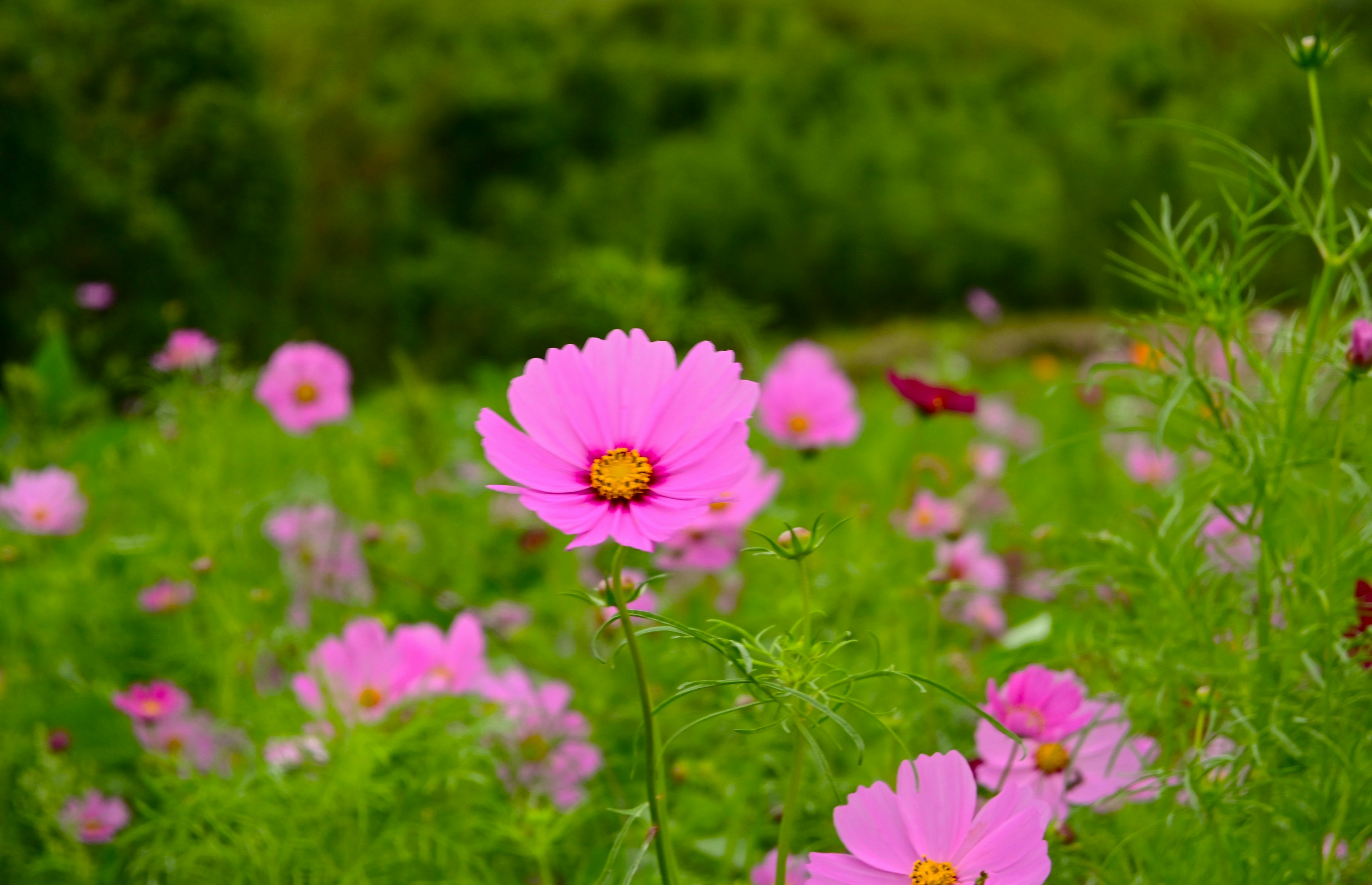 鮮やかなピンクのコスモスの花が咲いている緑の背景の風景