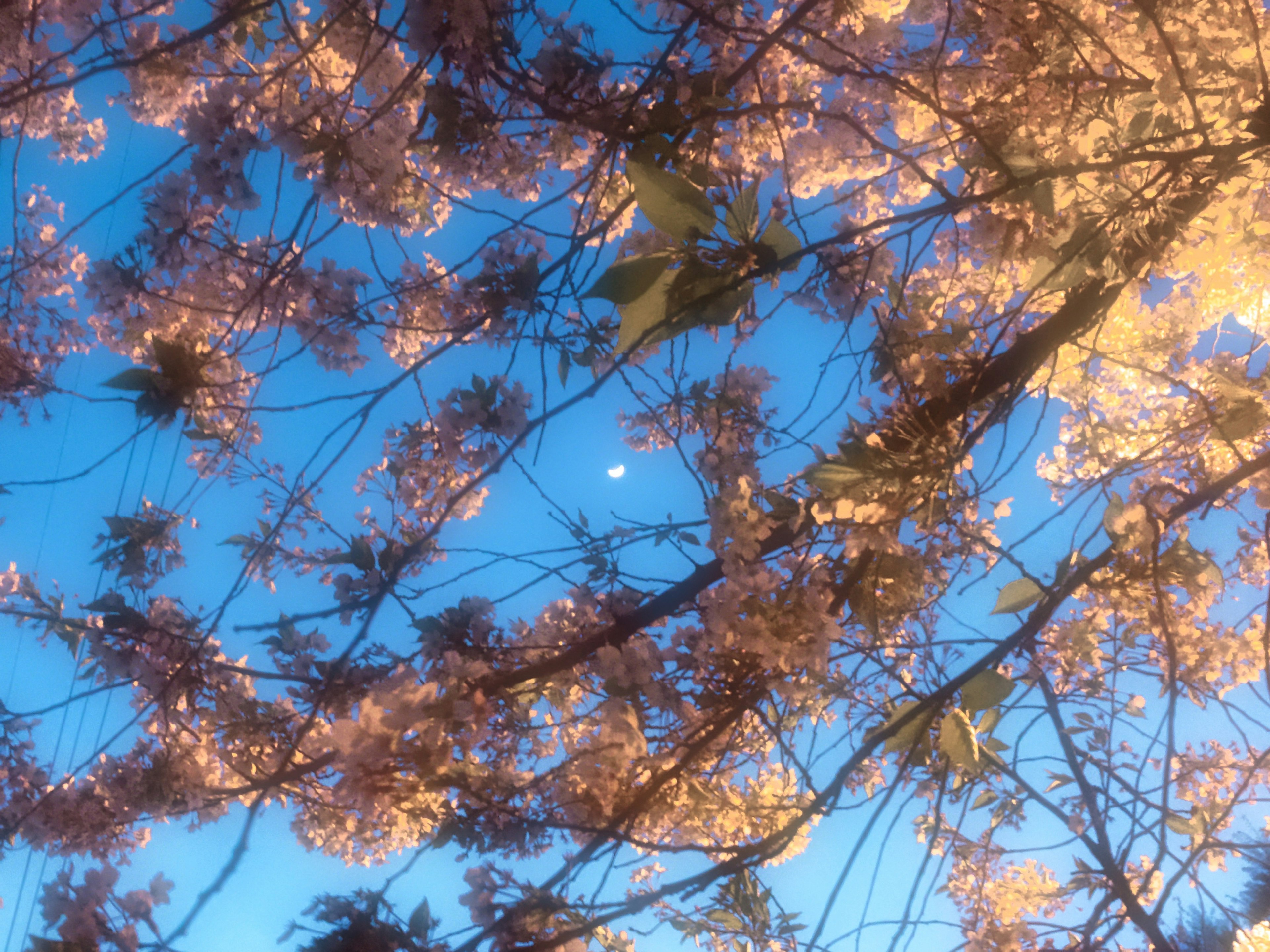 青空を背景にした桜の花と月の風景