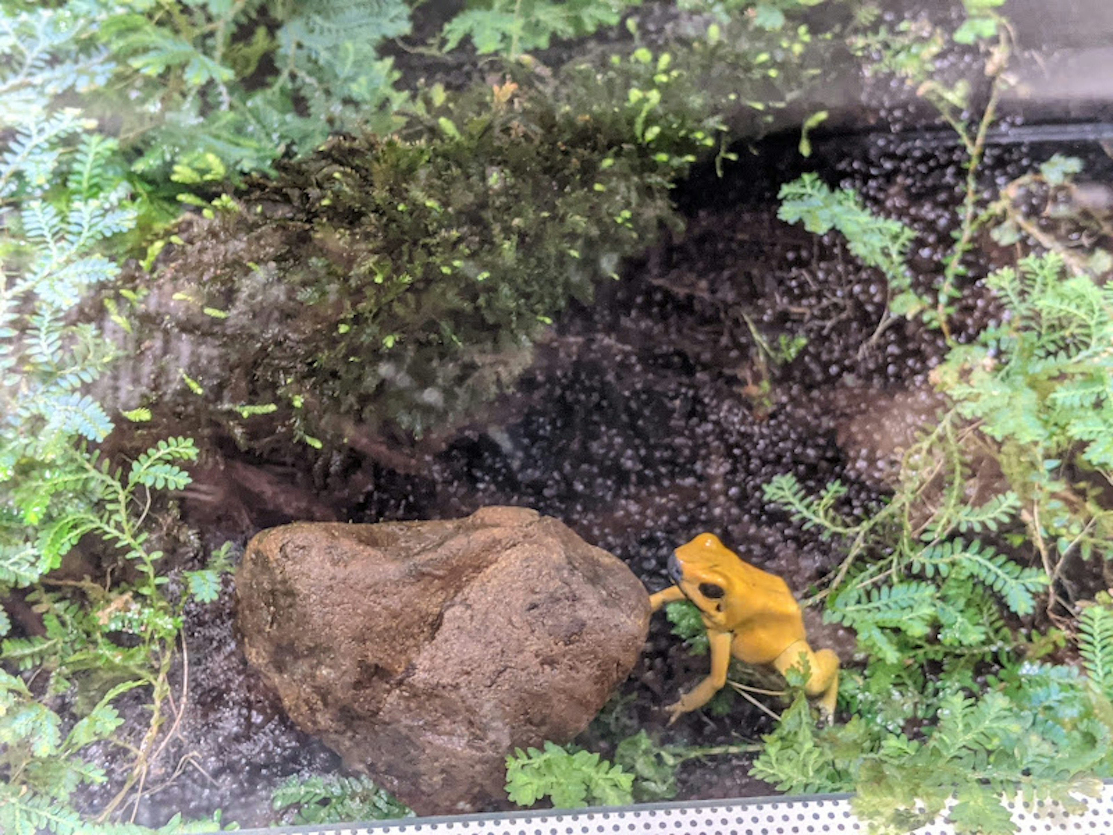 Yellow frog and rock in a tropical habitat