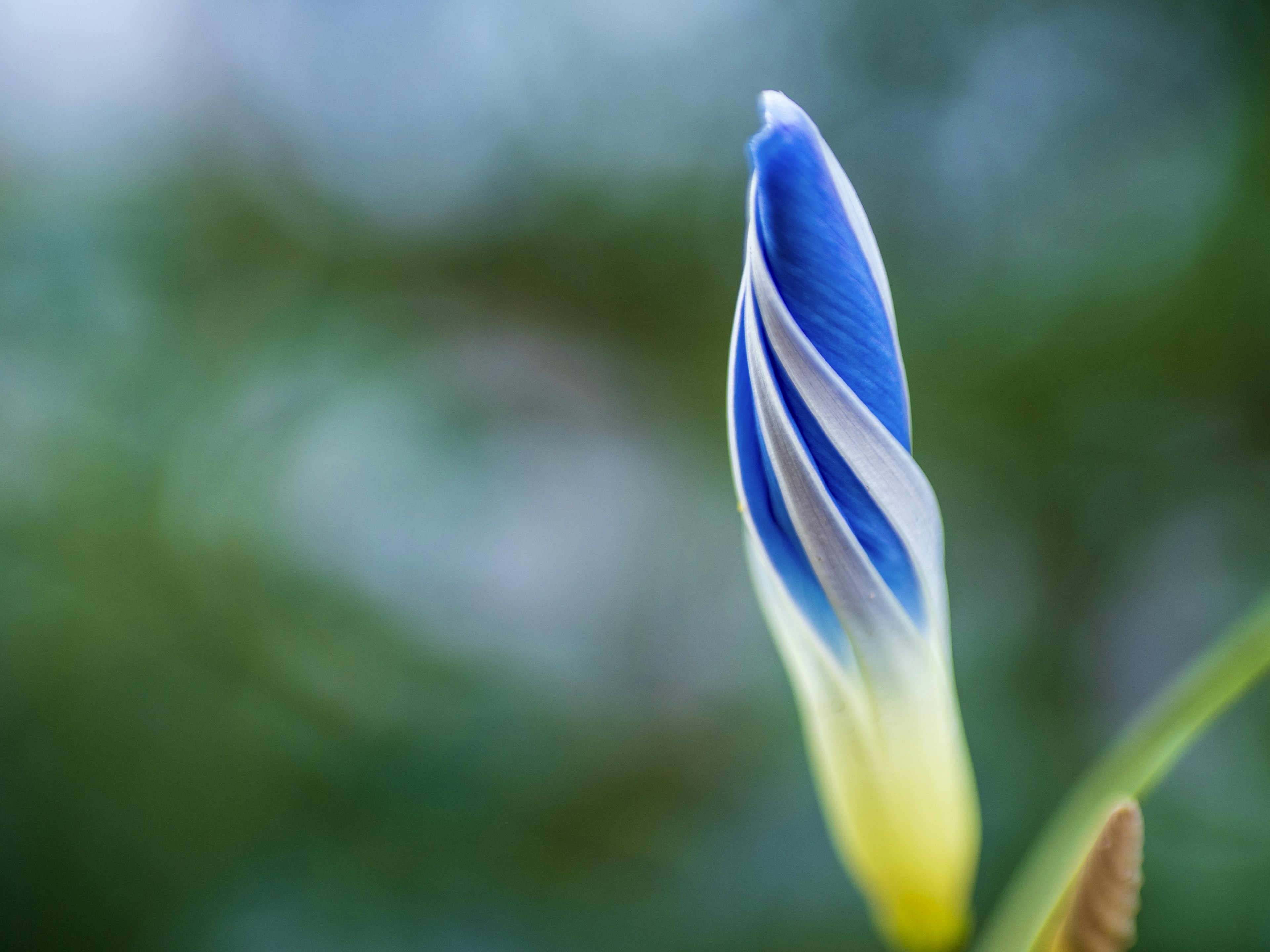 Un bellissimo bocciolo di fiore blu e bianco su uno sfondo verde sfocato