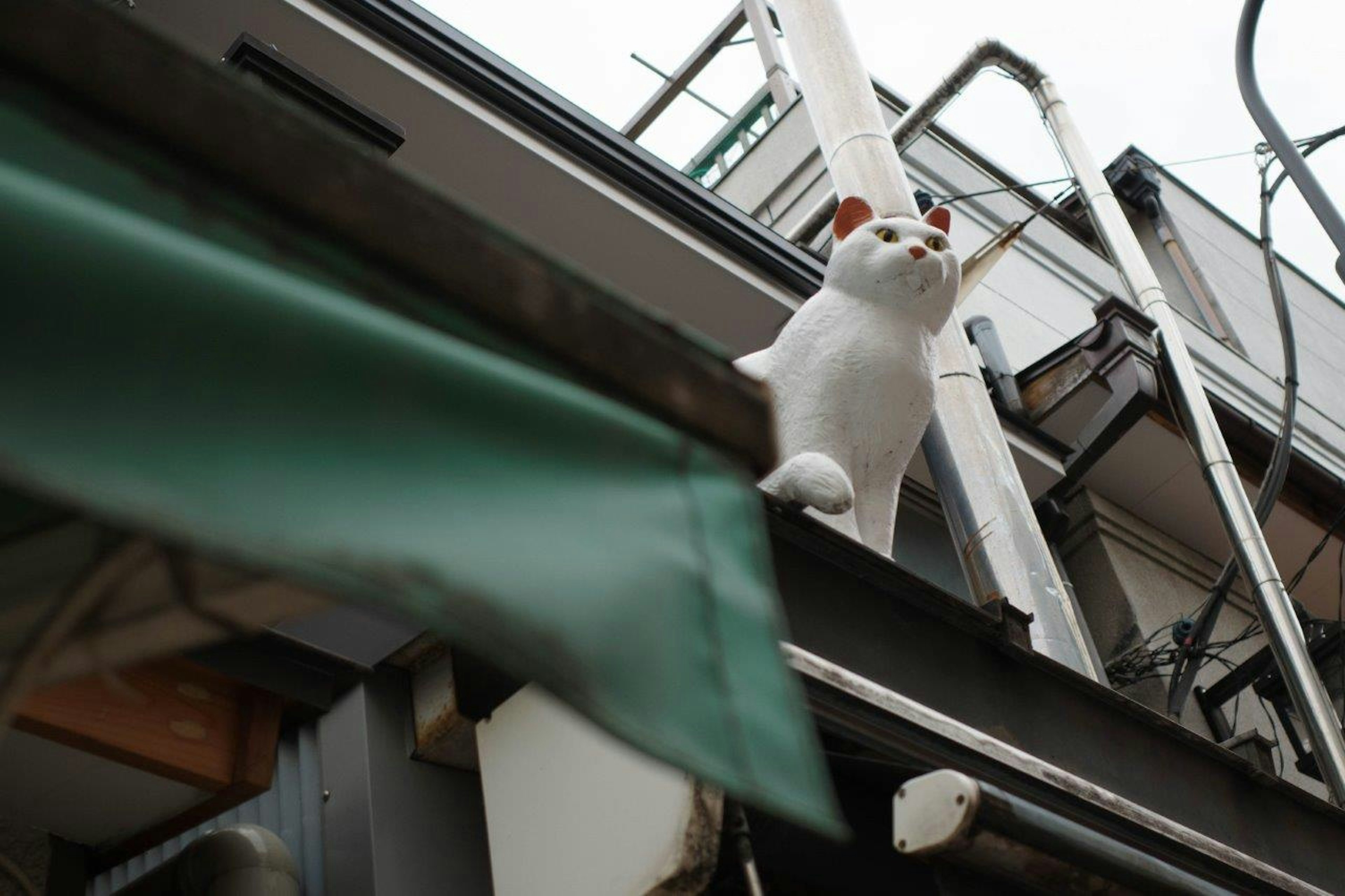 A white cat perched on a rooftop with surrounding buildings