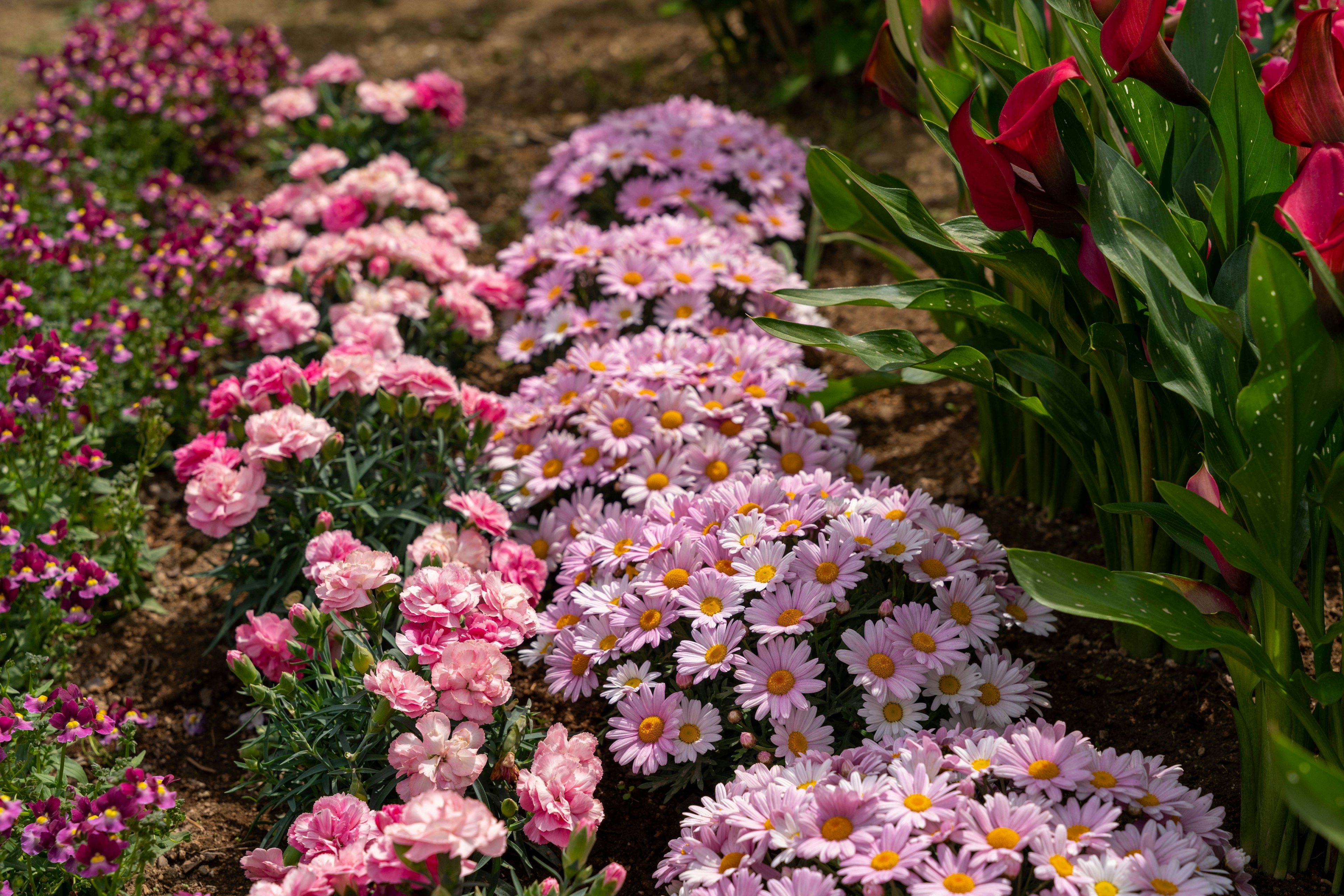 色とりどりの花が咲き乱れる庭の風景