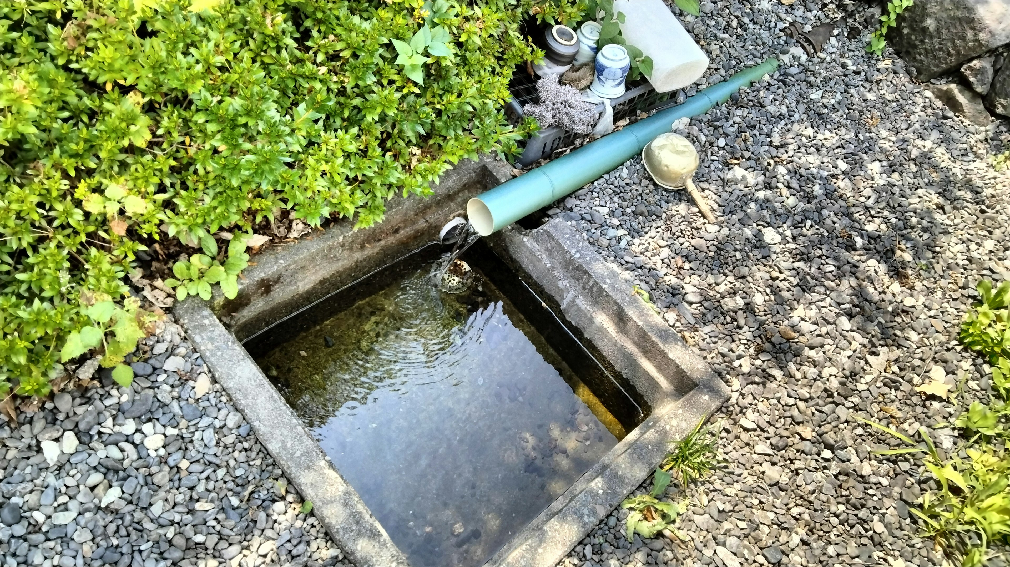 Square hole filled with water surrounded by green plants and a blue pipe