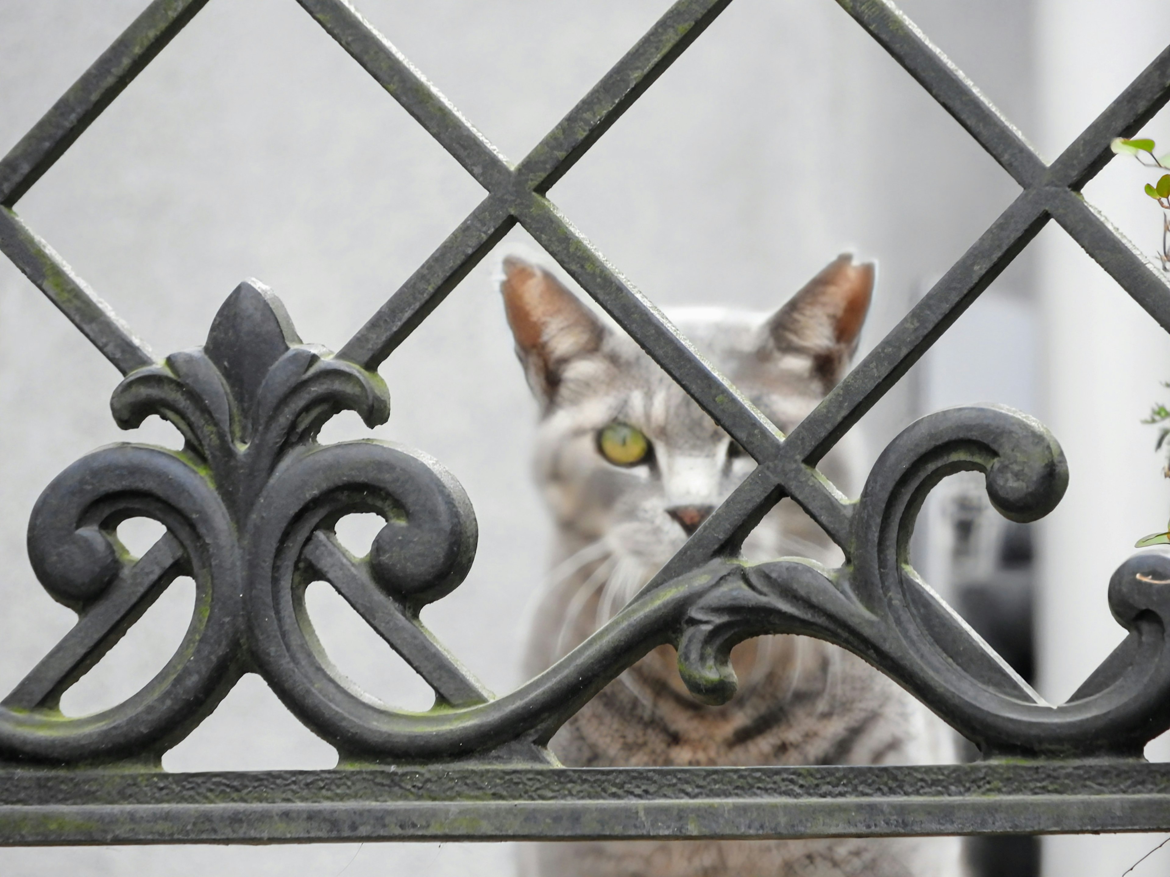 Visage d'un chat gris visible à travers une clôture en métal décorative