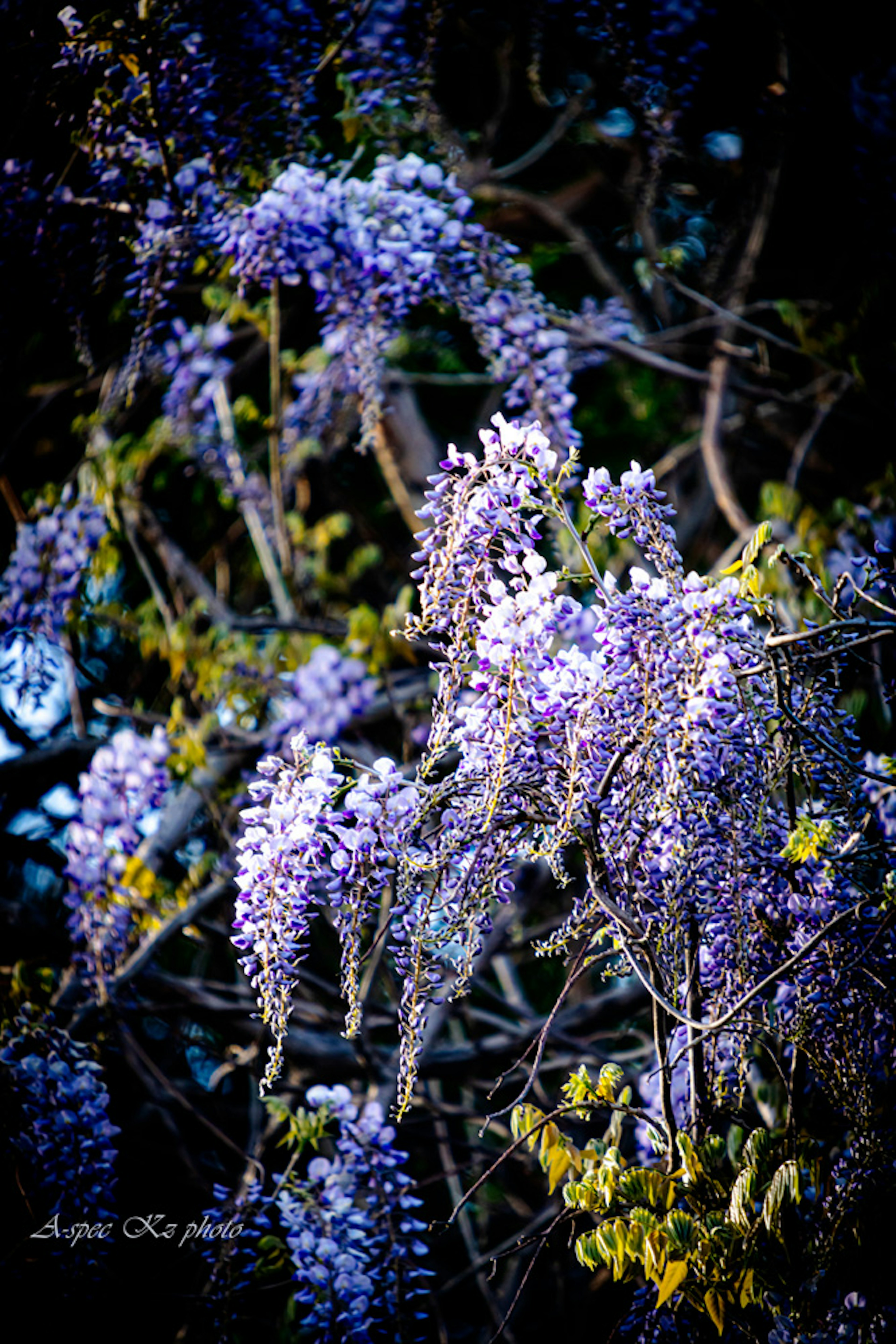 Close-up bunga wisteria ungu yang mekar di cabang