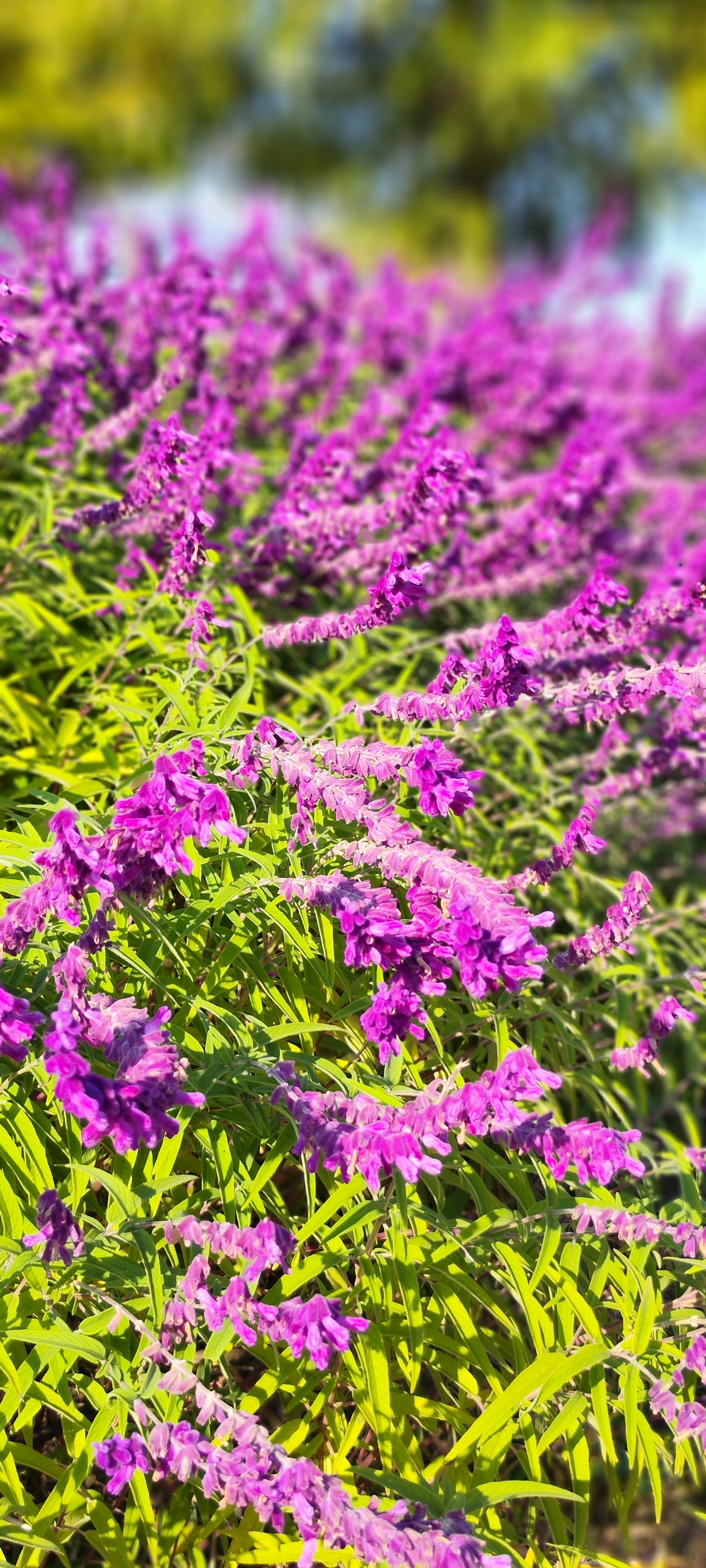 Groupe vibrant de fleurs violettes en pleine floraison