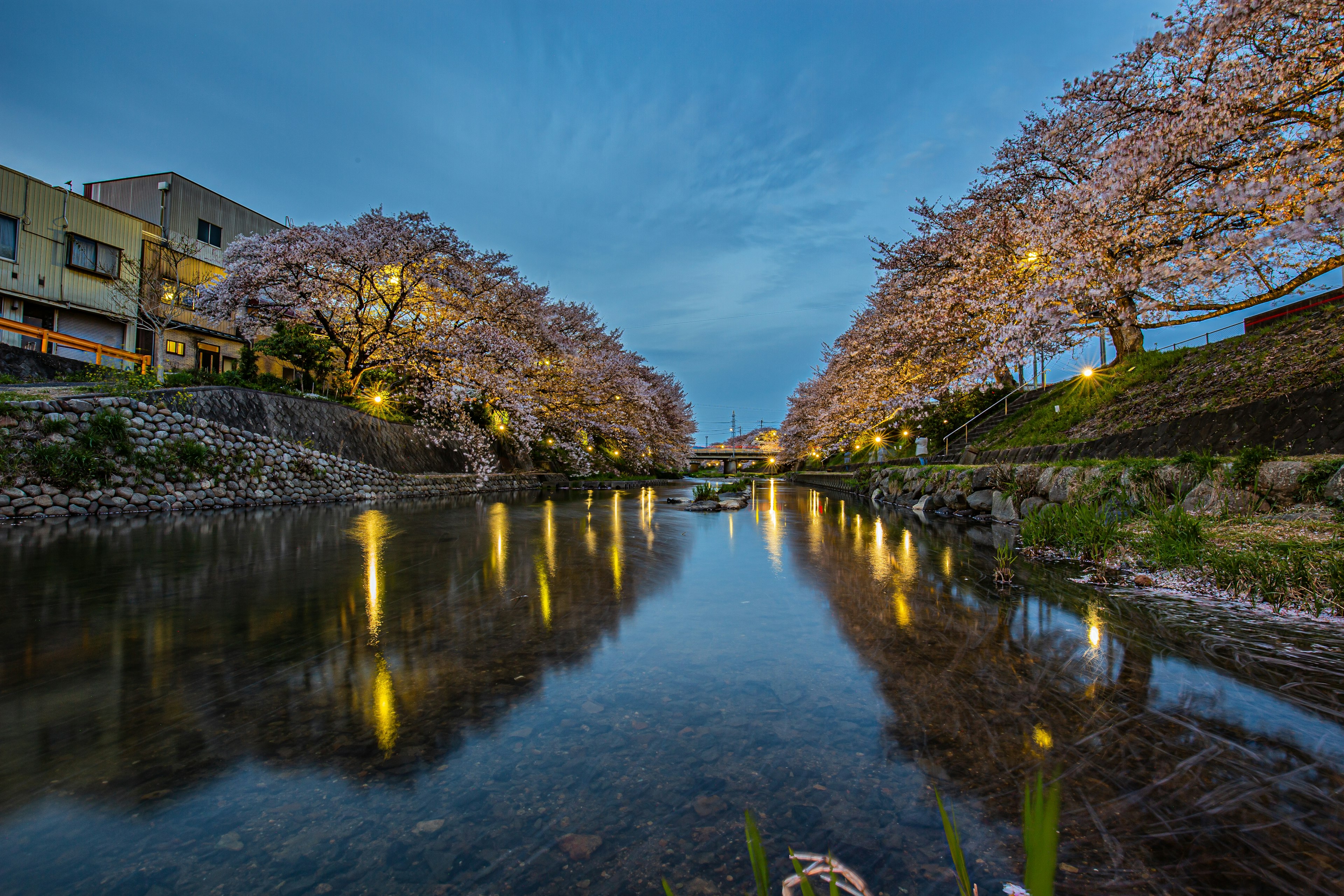 Pemandangan sungai tenang di bawah bunga sakura di malam hari