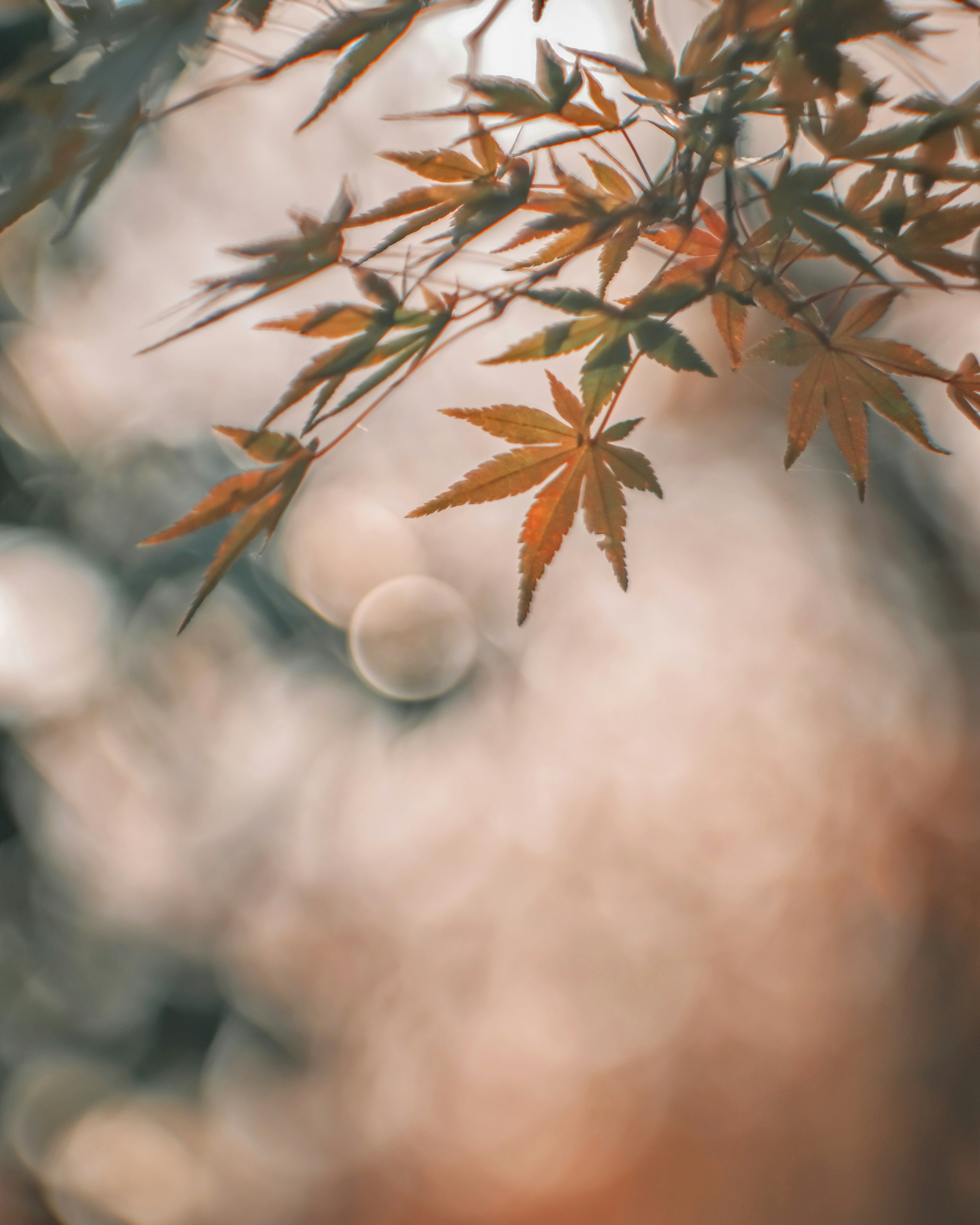 Maple leaves in autumn colors with a soft blurred background