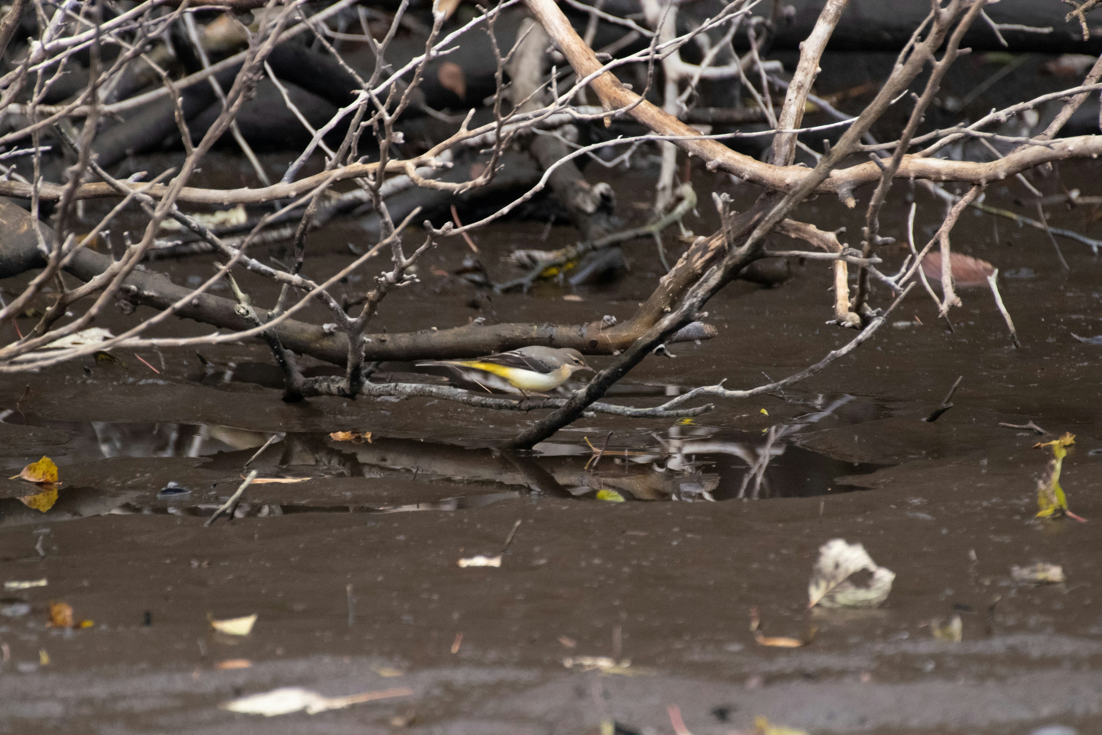 Wetland water surface reflecting branches and mud