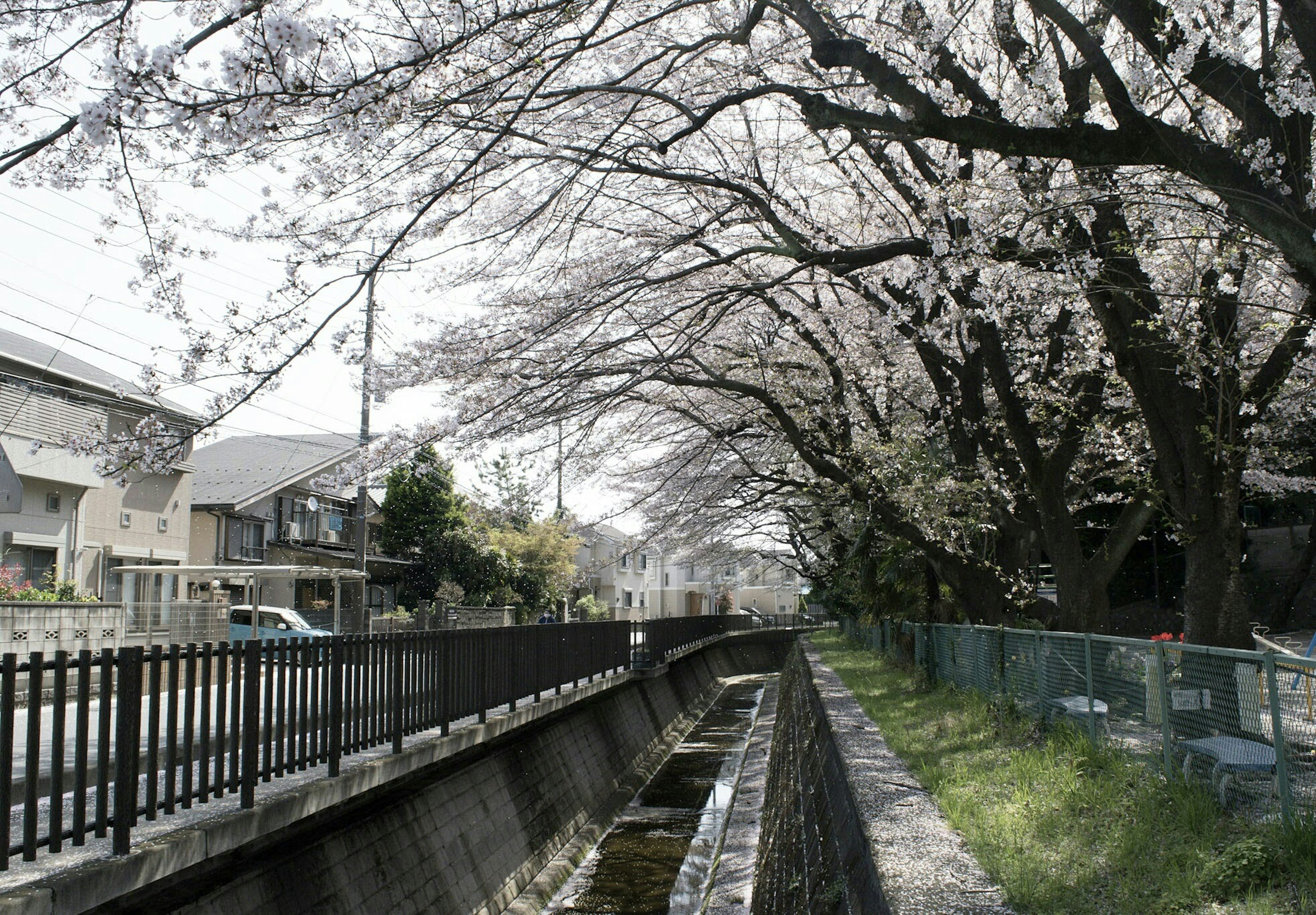 ทิวทัศน์ที่สวยงามตามแม่น้ำที่มีต้นซากุระและบ้านใกล้เคียง