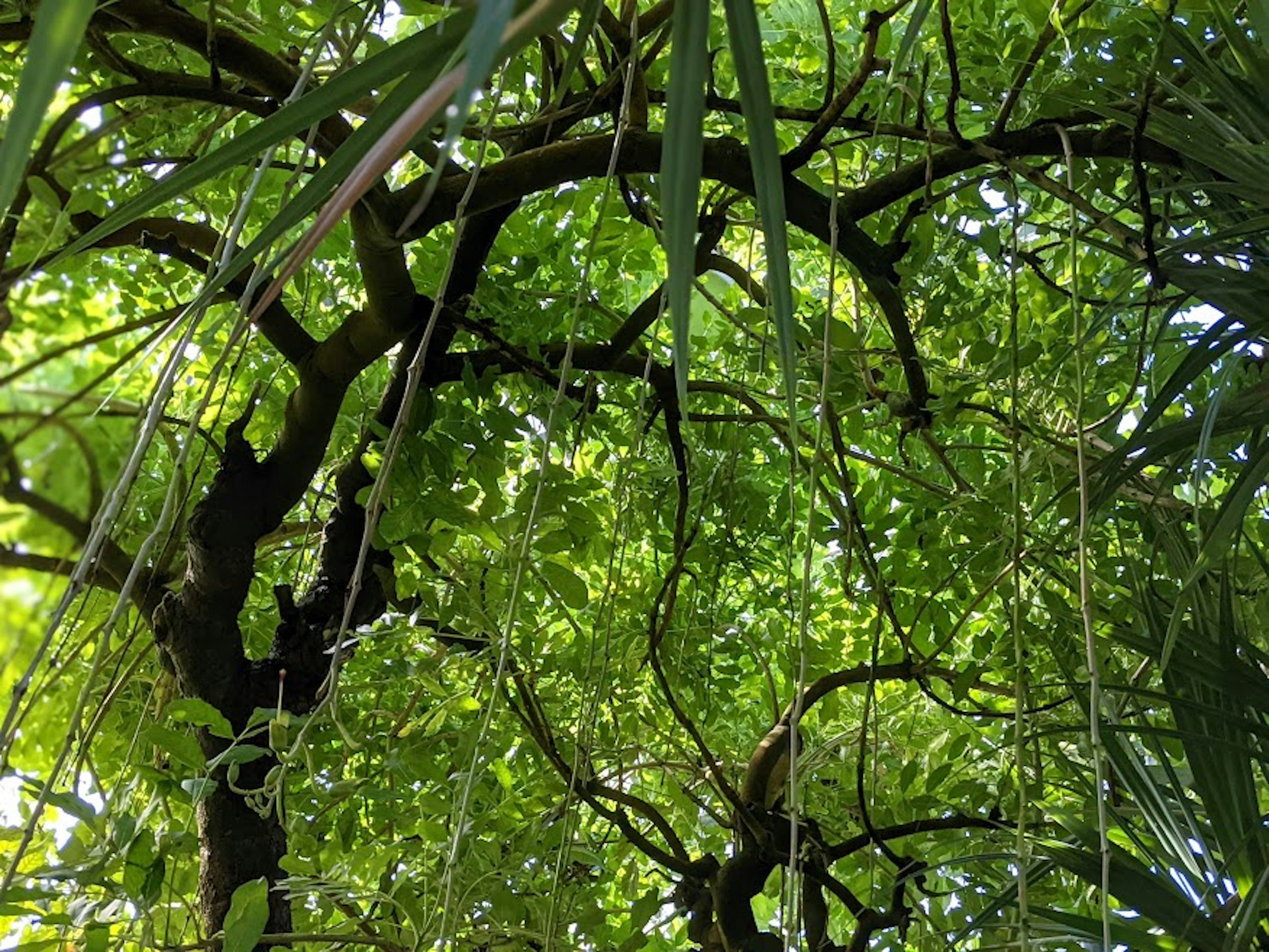 View of lush green leaves and branches from below