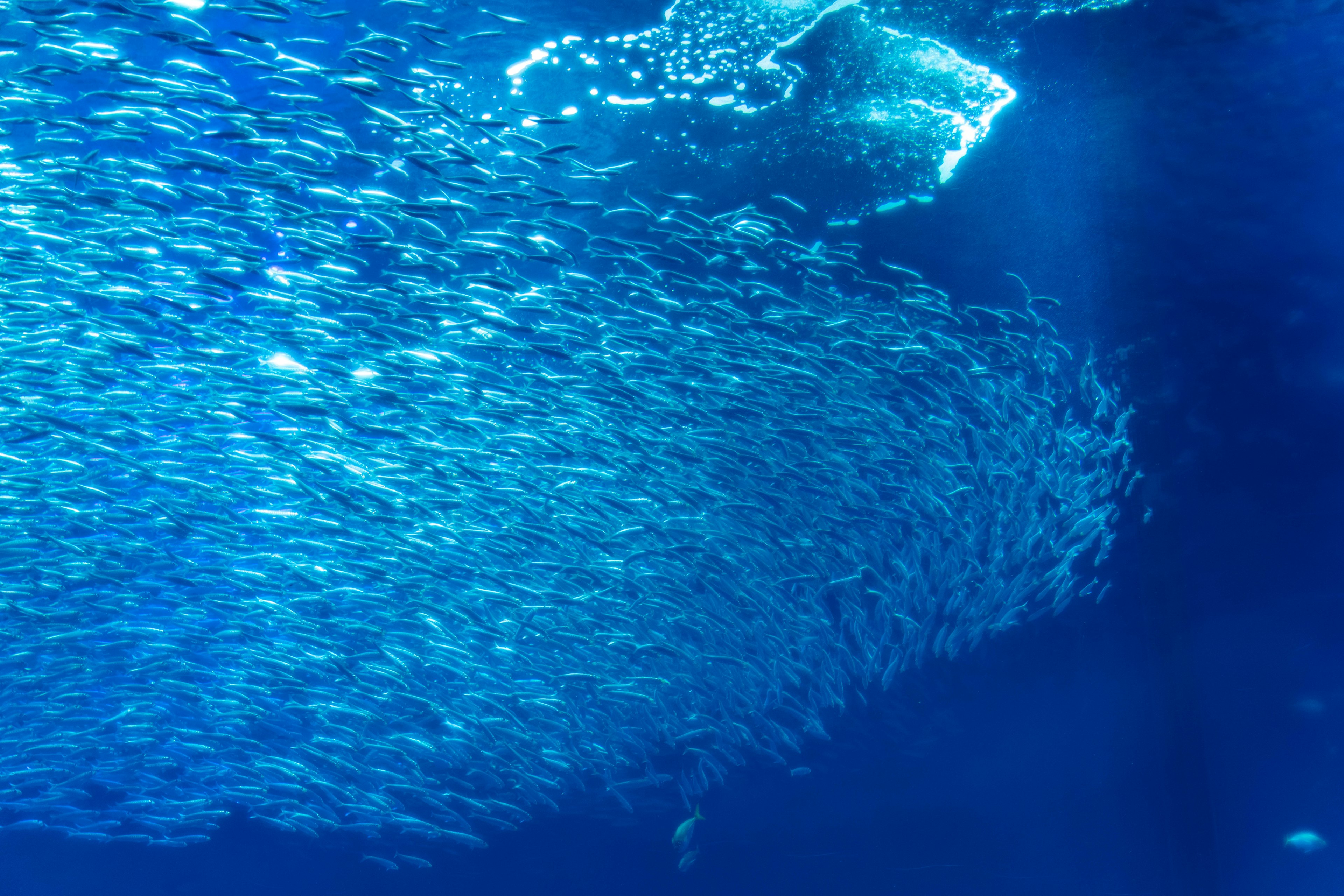 Banco de peces nadando en agua azul