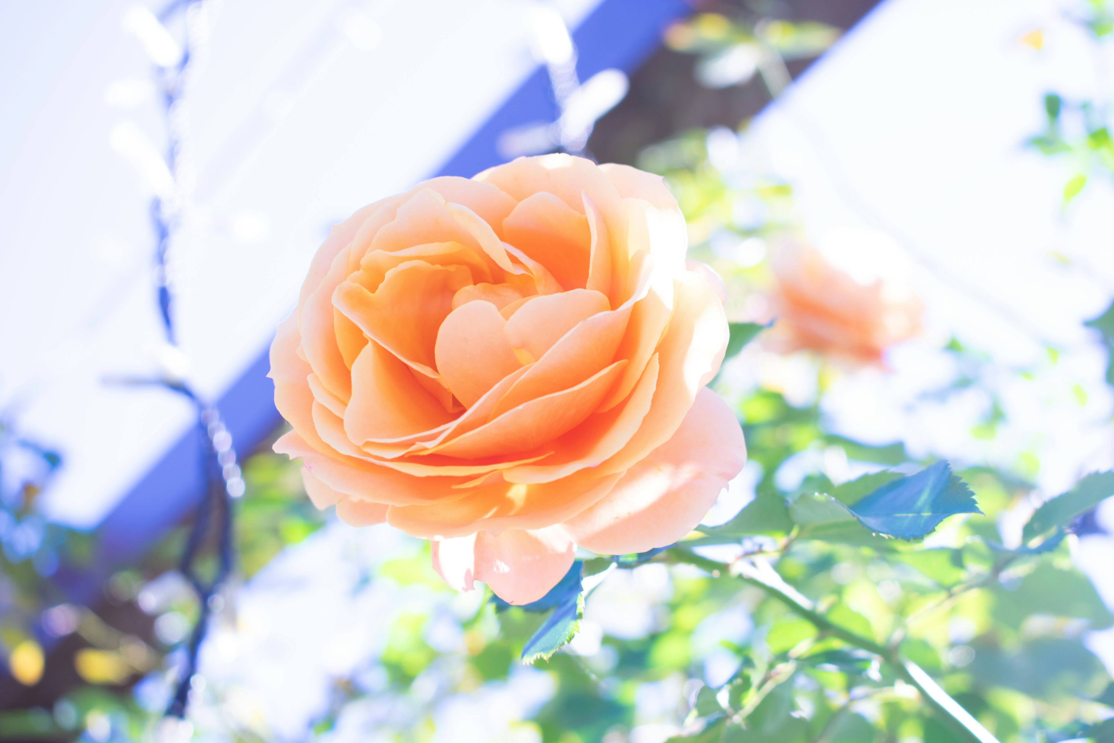 Flor de rosa color durazno contra un cielo azul brillante