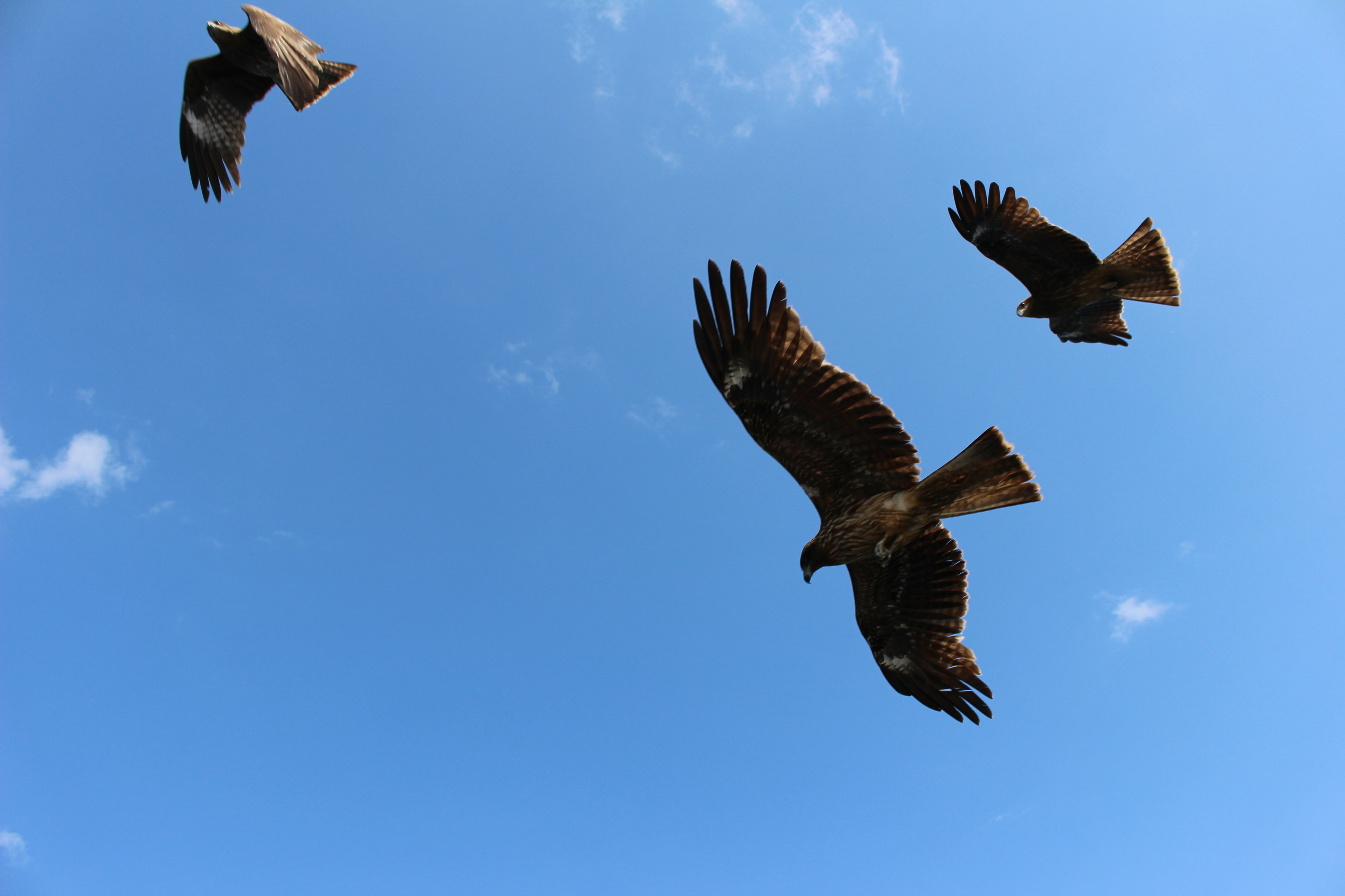 A group of three hawks flying against a blue sky