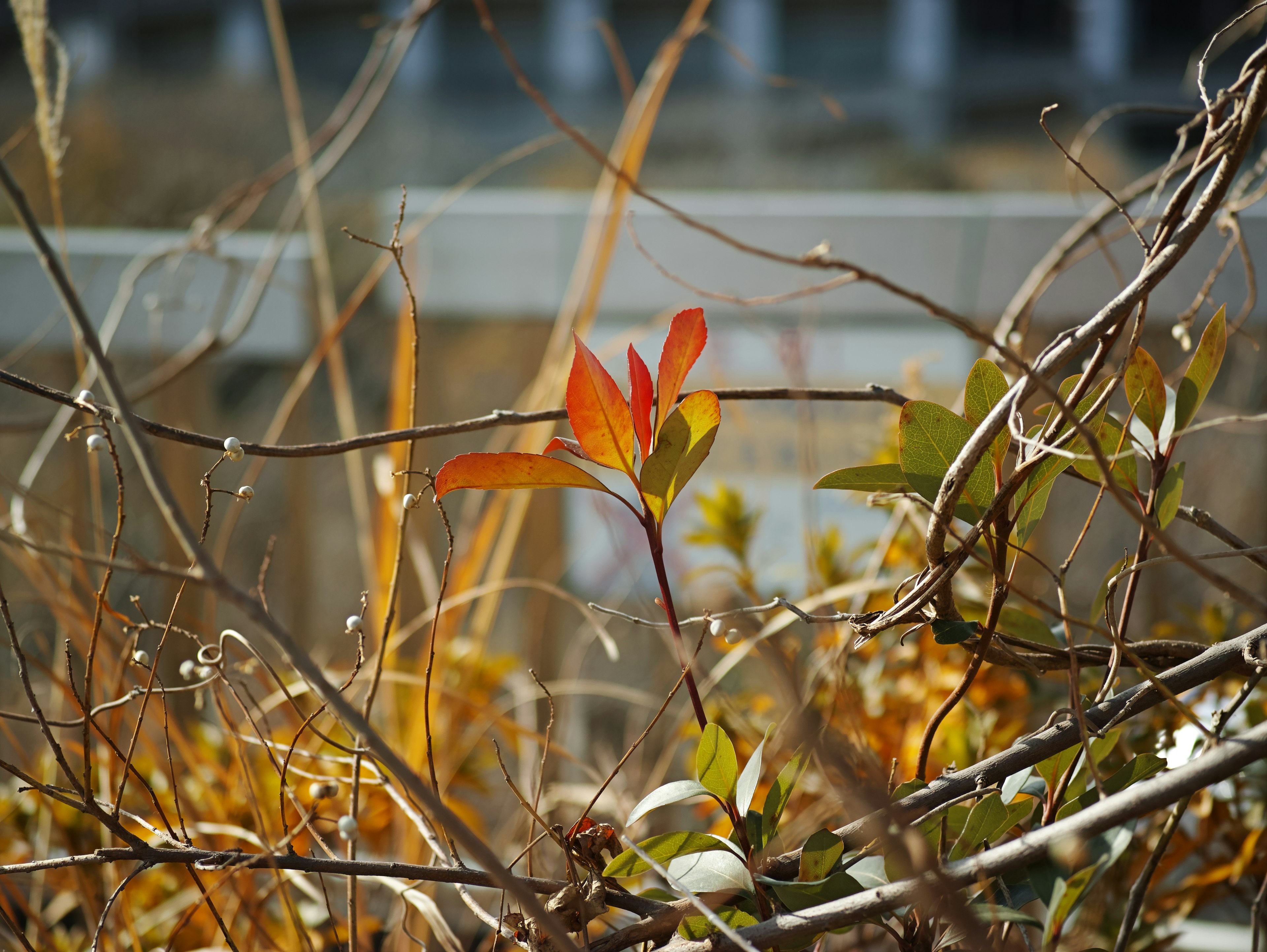 秋の色合いの葉が目立つ枯れた植物の背景