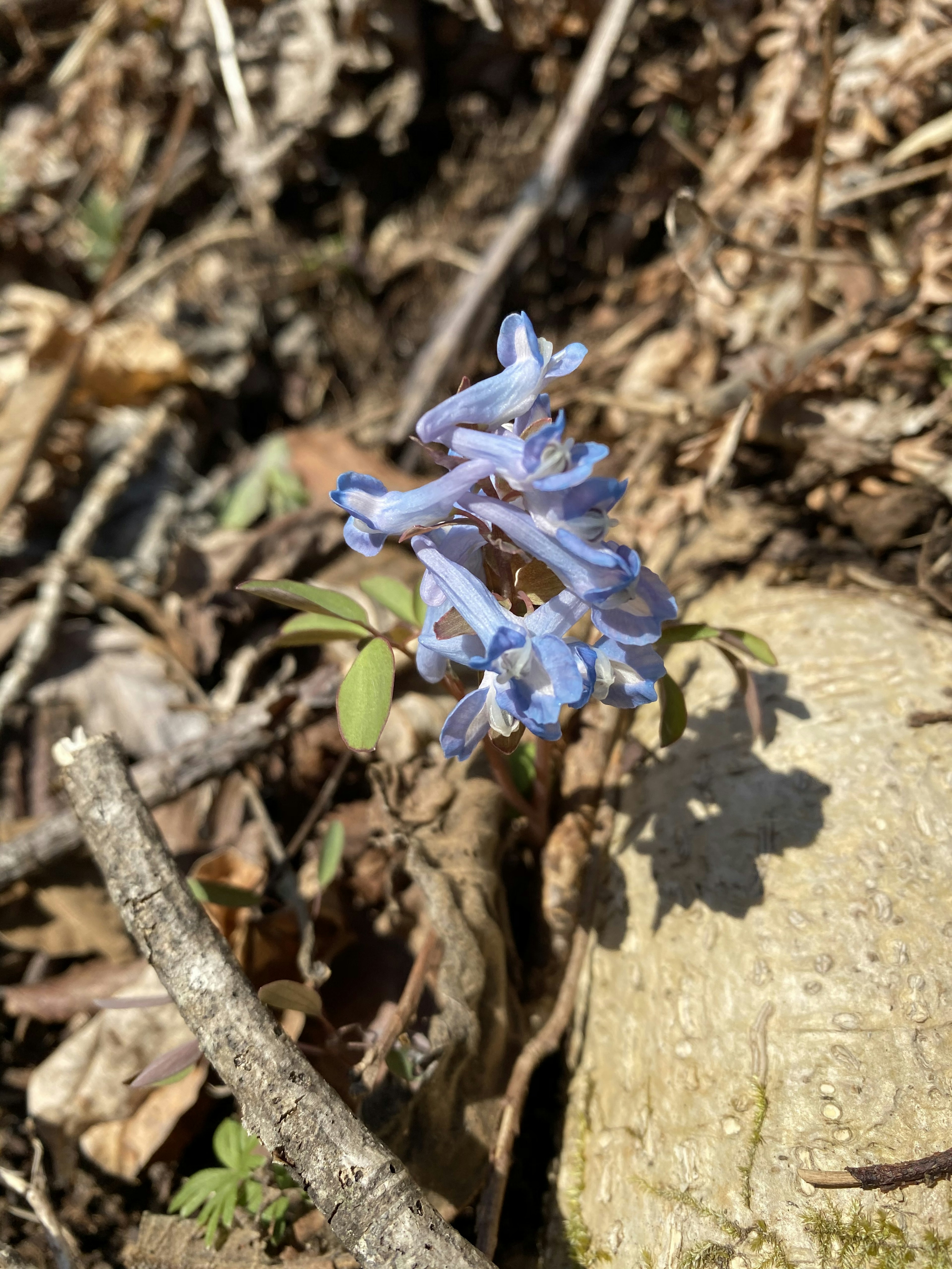 青い花が地面に咲いている写真で周囲には枯れ葉や小枝が見える