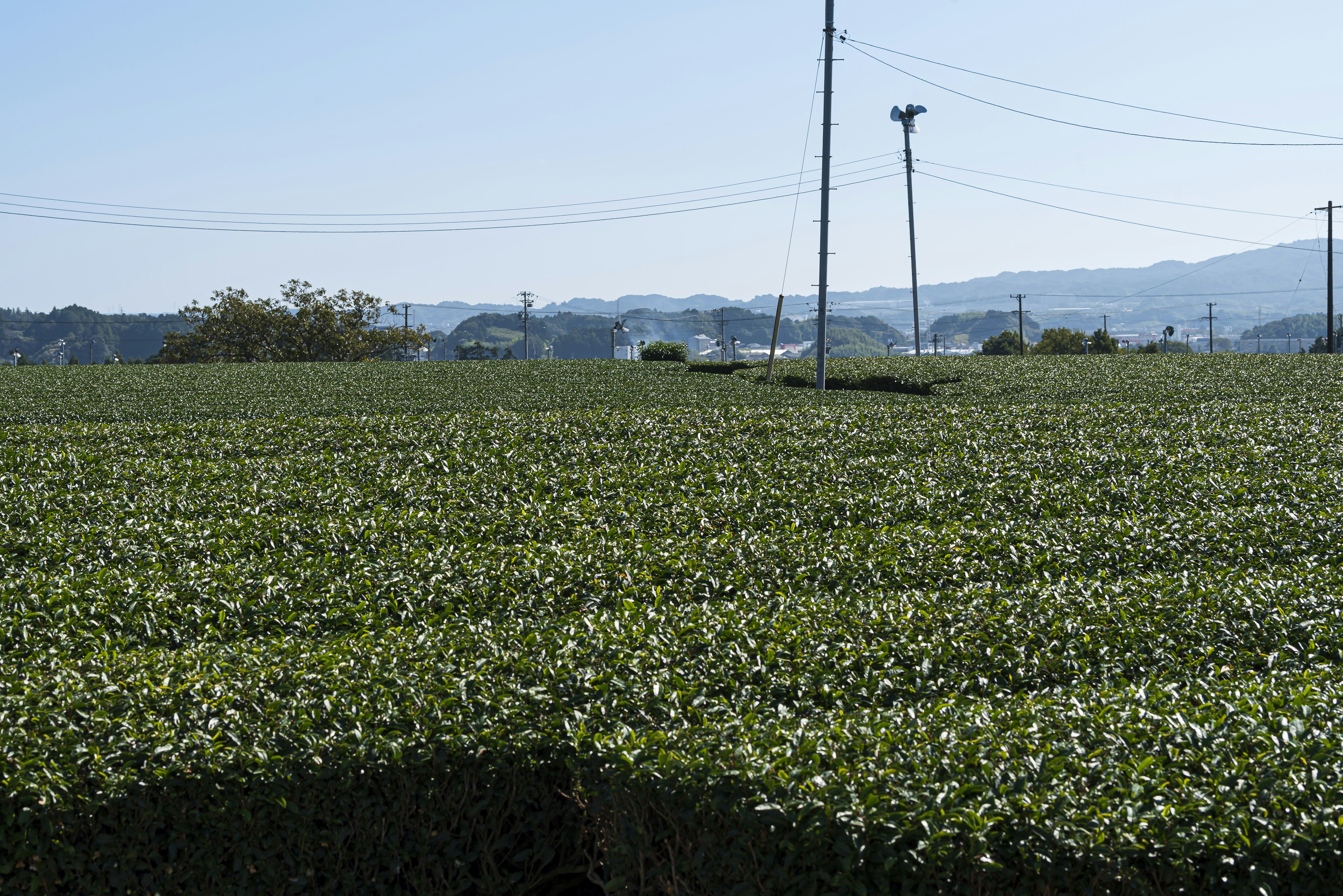 Lush green tea fields stretching across the landscape with distant mountains and blue sky