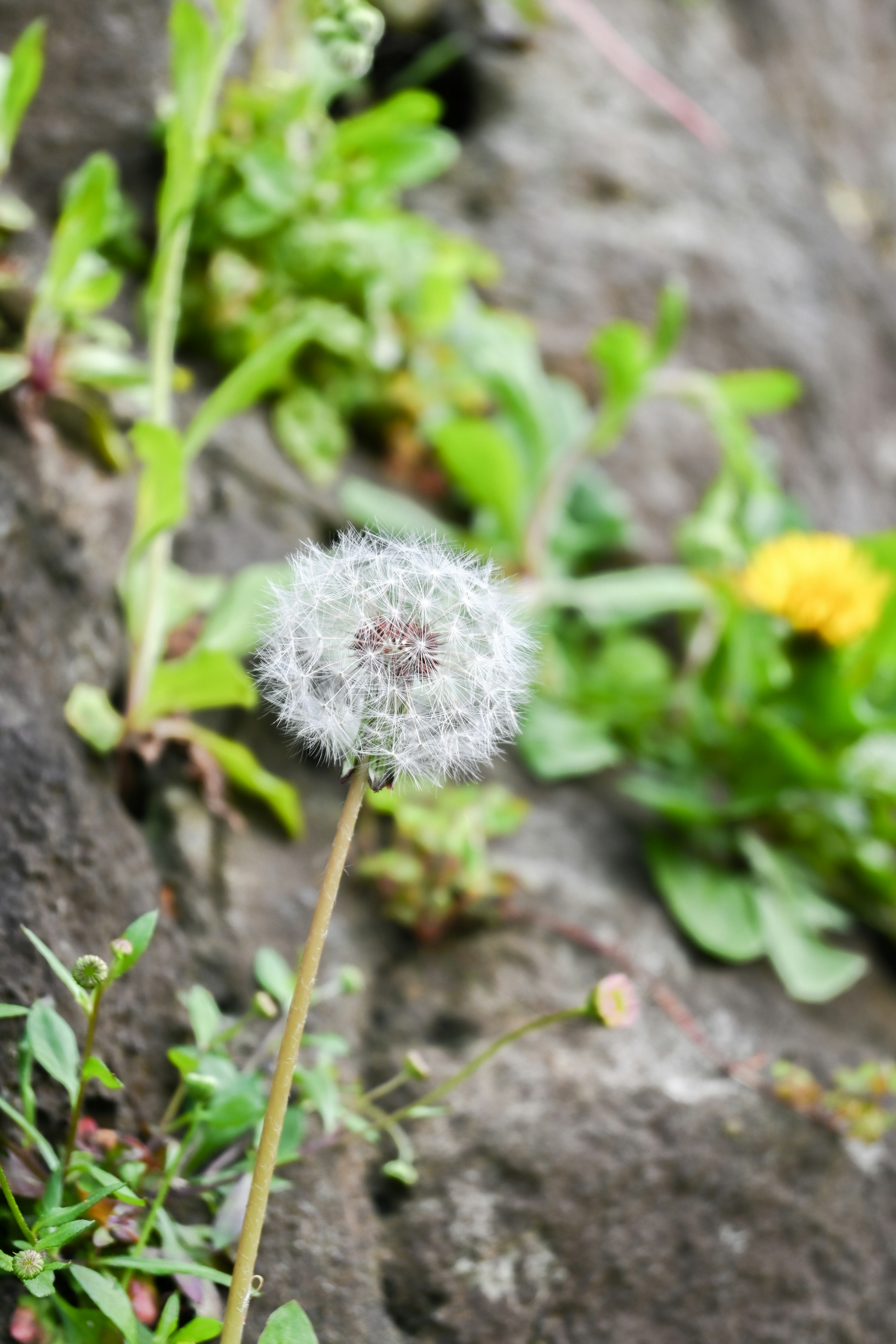 A white dandelion puff standing against a green background