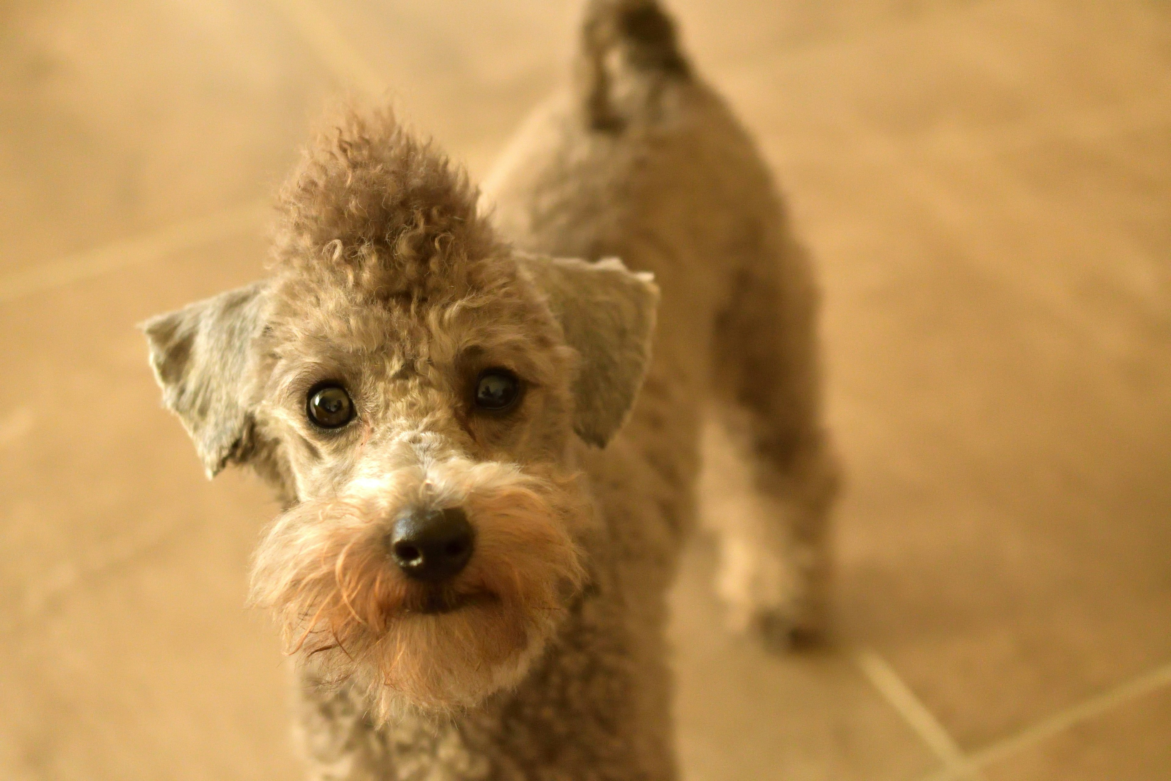 Cagnolino con acconciatura mohawk che guarda la fotocamera