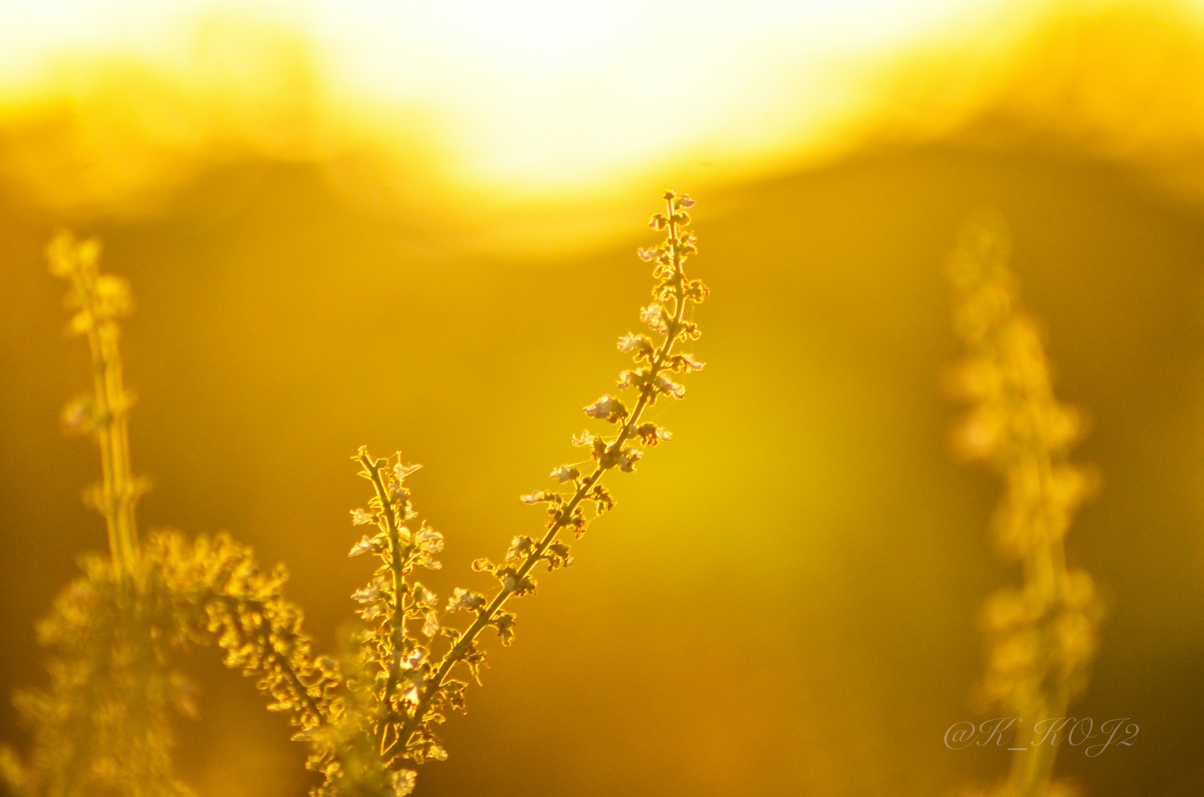 Thin plant stems against a golden sunset