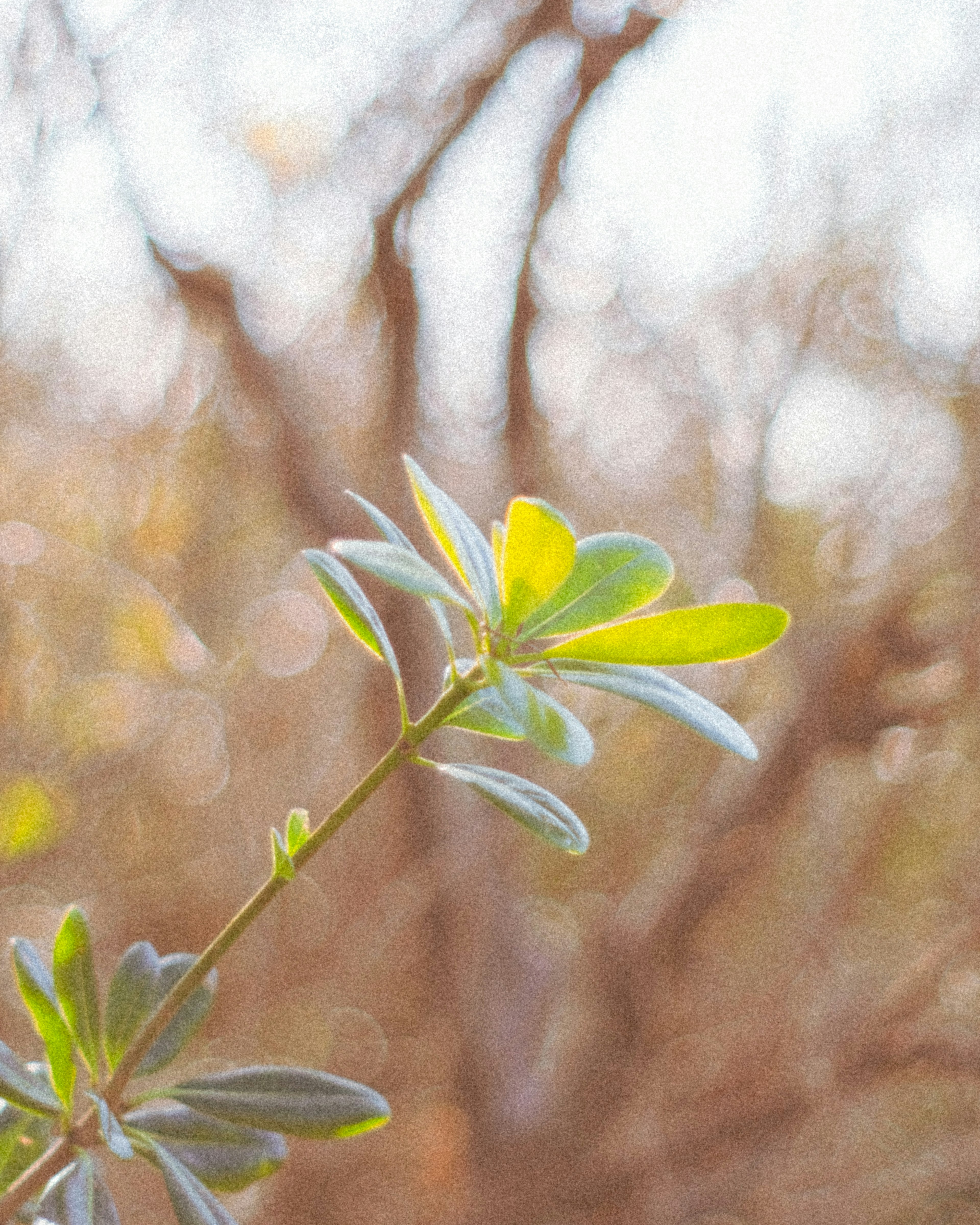 A plant branch with vibrant green and yellow leaves illuminated by soft light