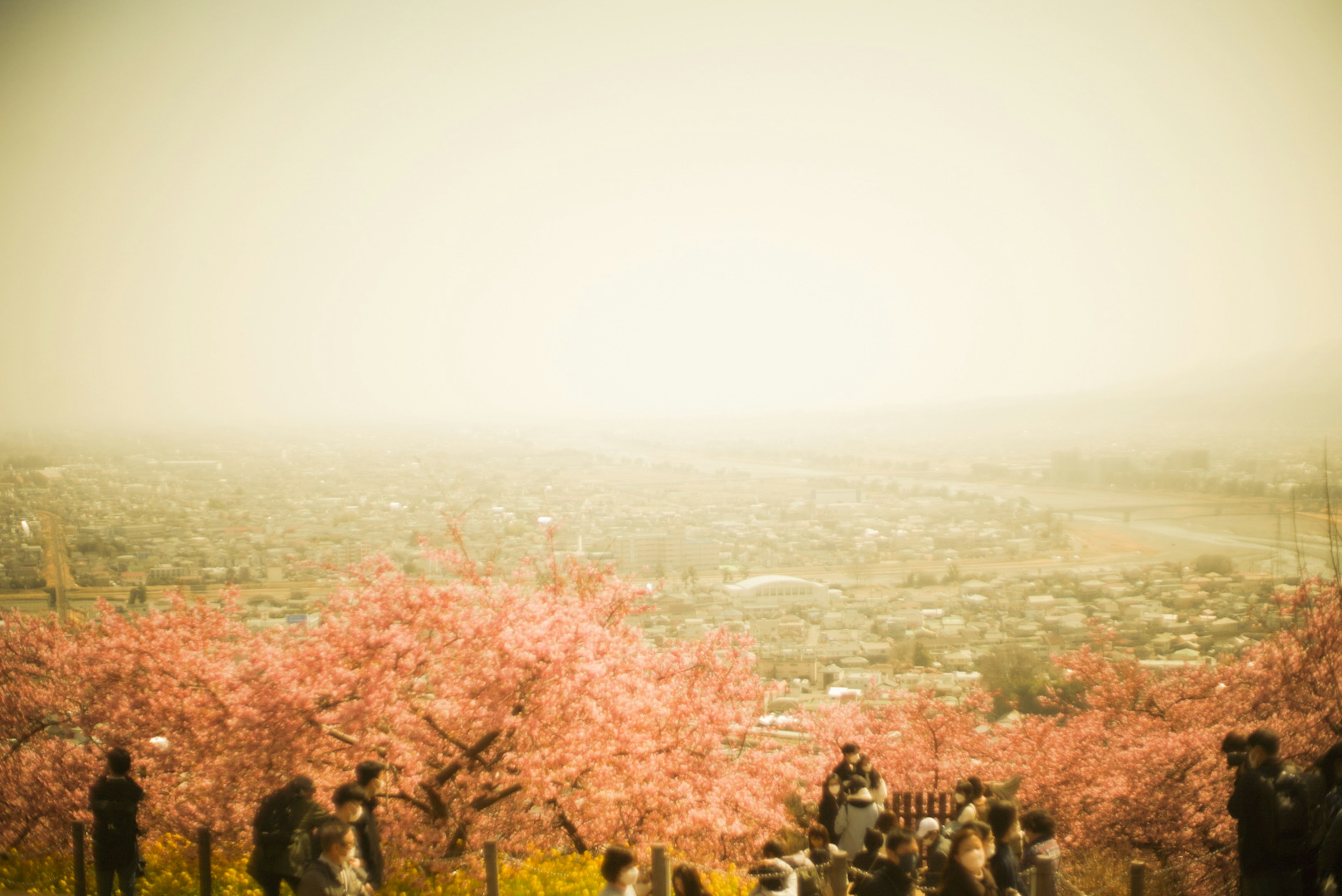 Scenic view of cherry blossoms with people gathering