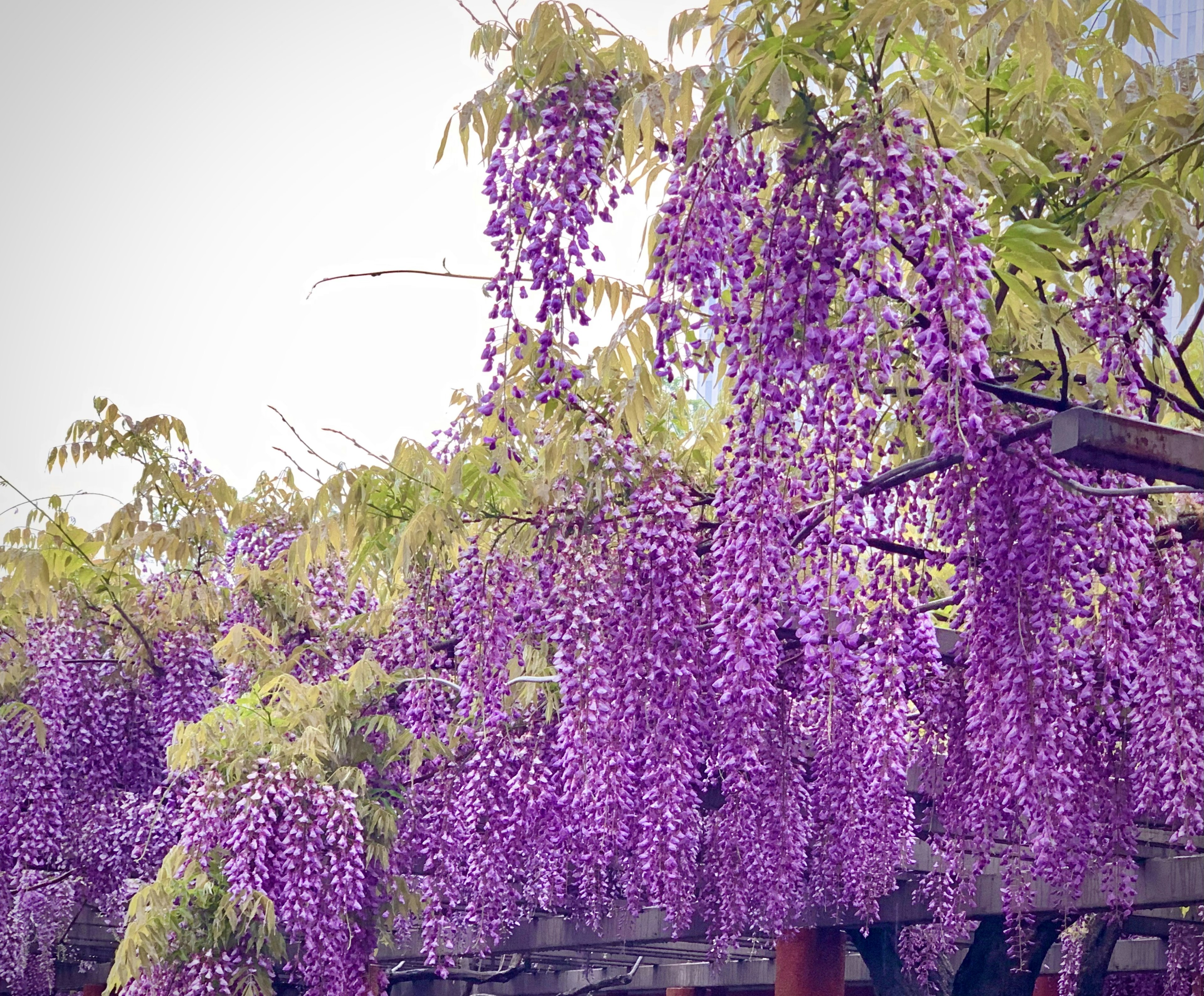 Hermosa escena de flores de glicina moradas en cascada