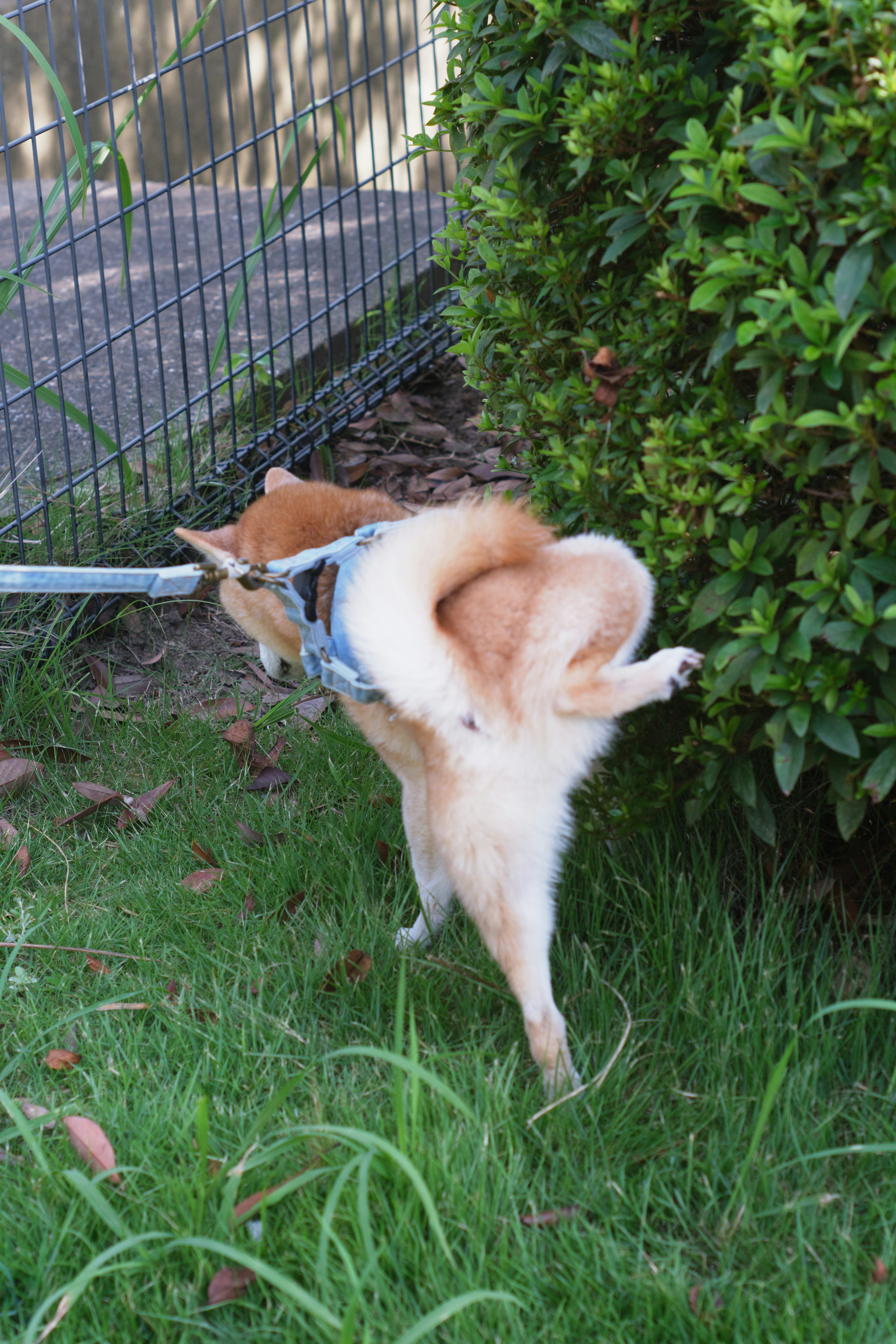 A dog urinating near a bush in a grassy area