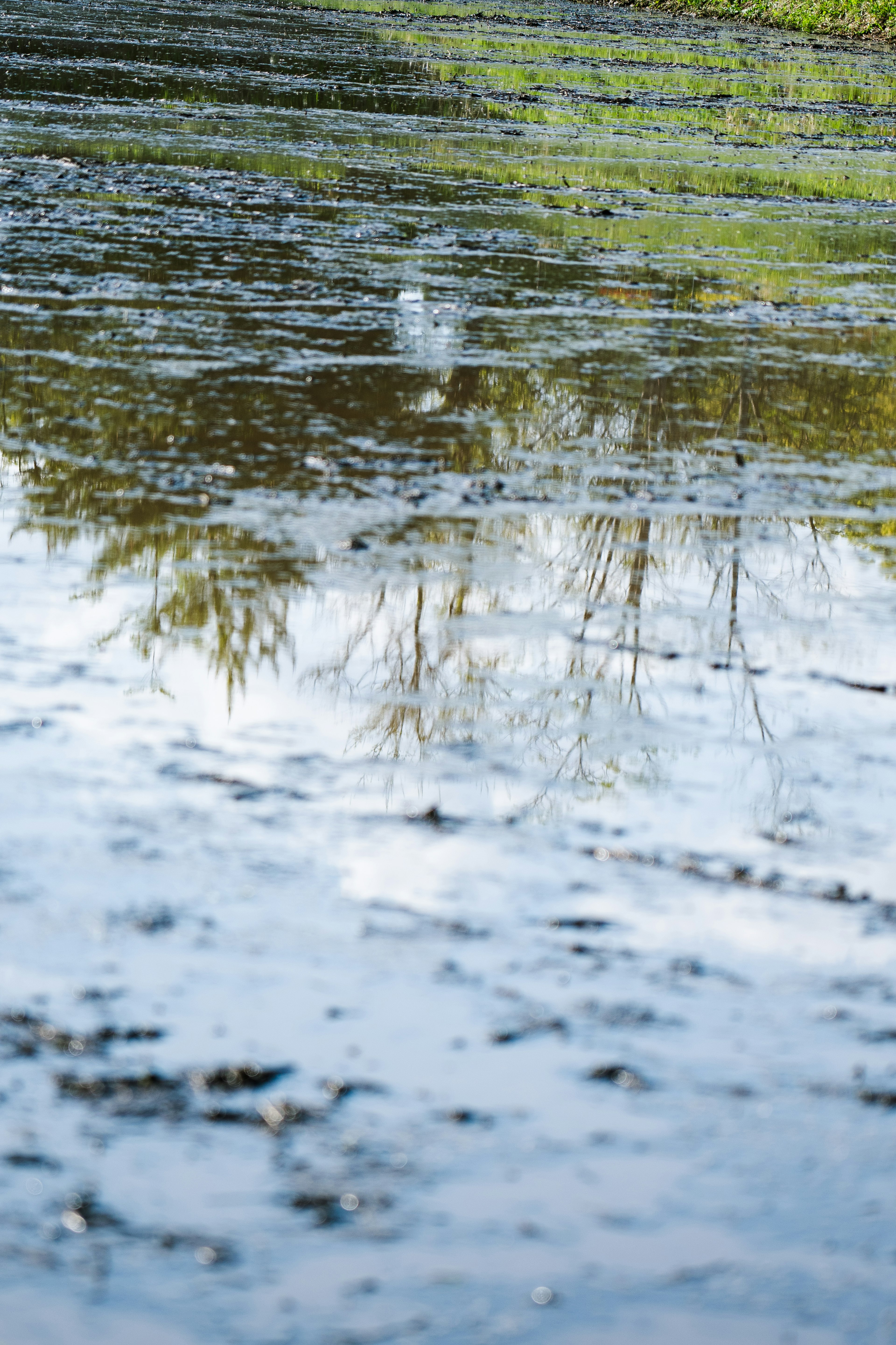 Reflection of trees on water surface with ripples