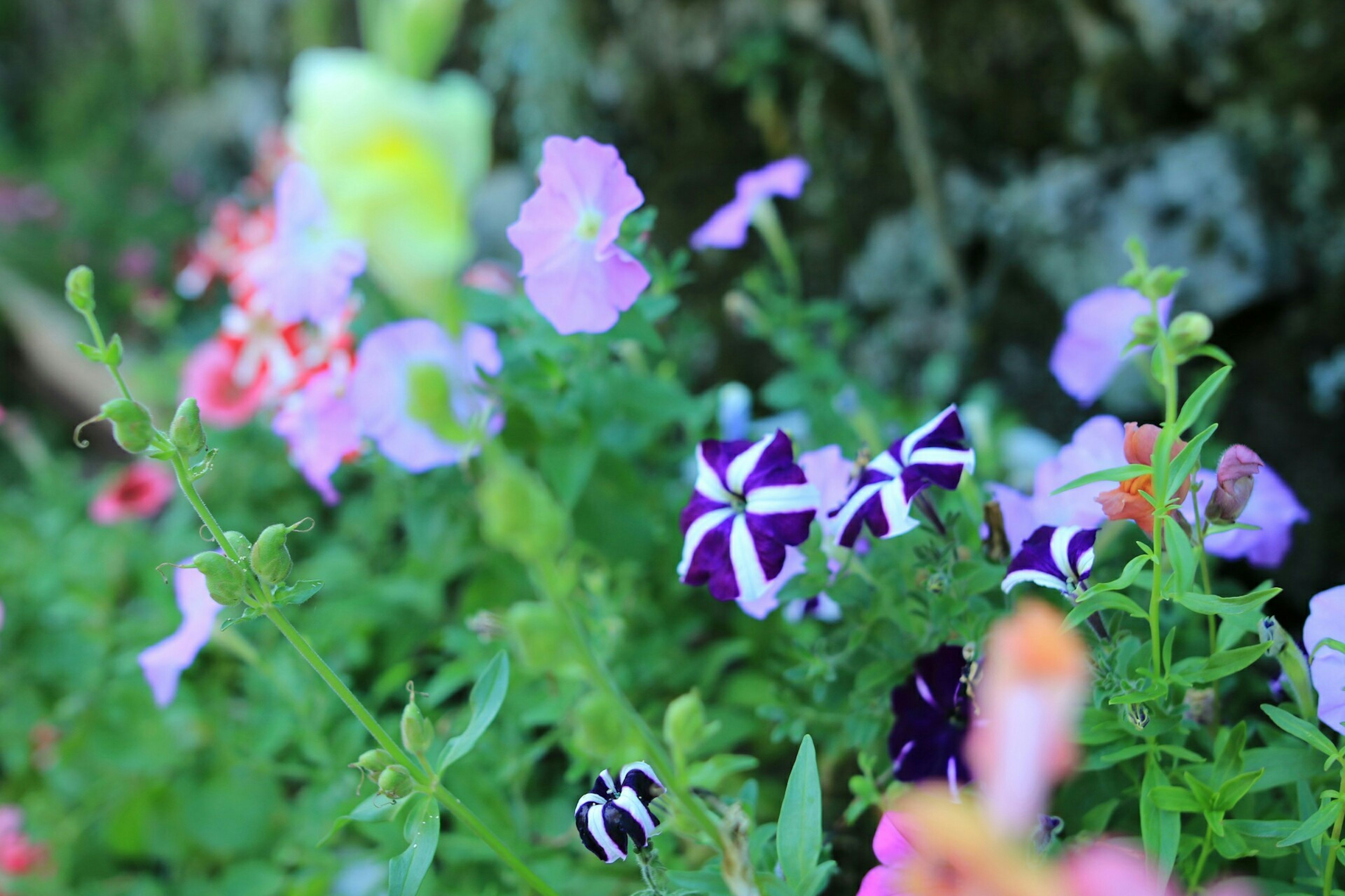 Eine lebendige Gartenszene voller bunter blühender Blumen