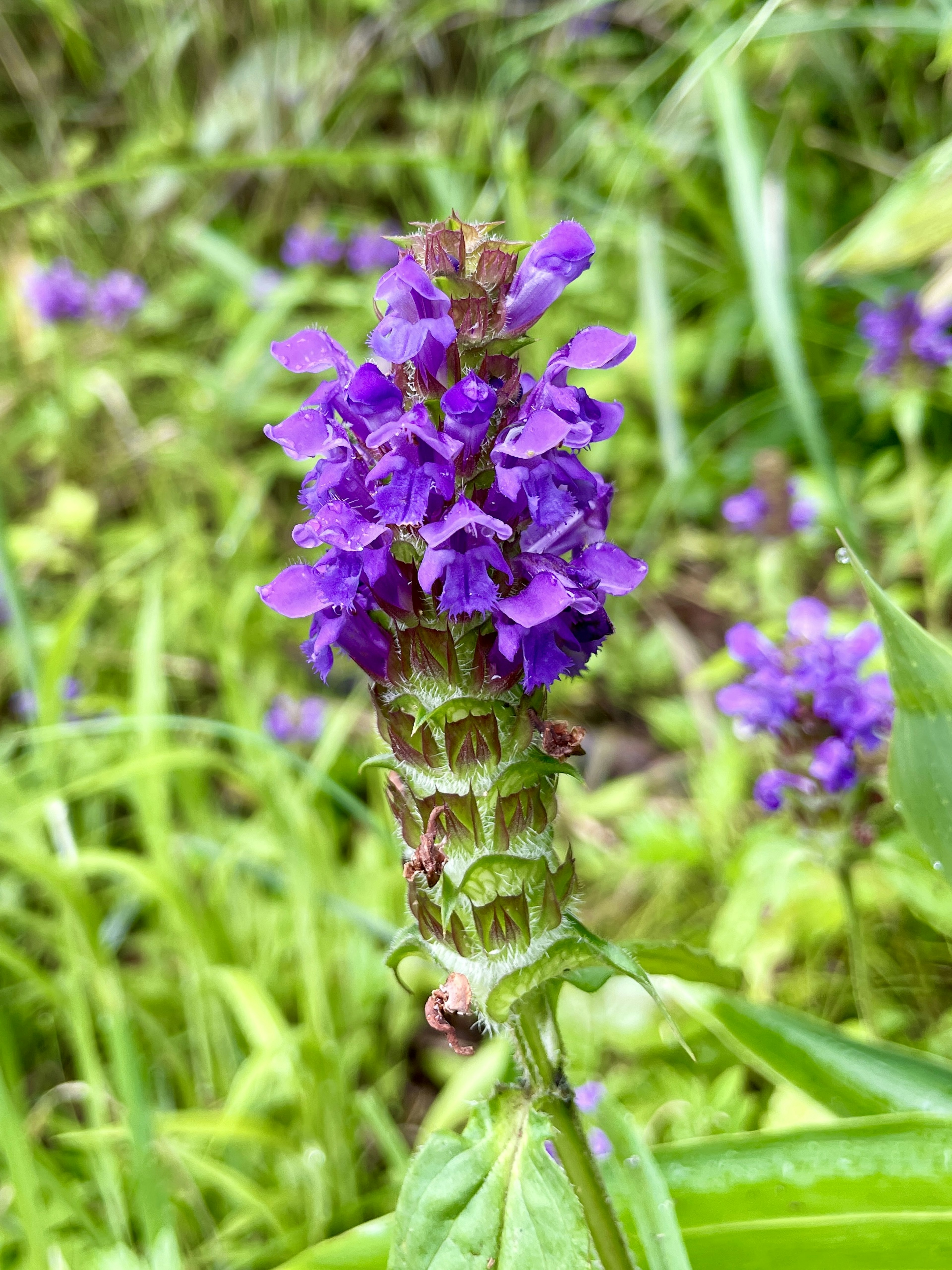 紫色の花が咲いている植物のクローズアップ緑の背景に対して鮮やかに映える