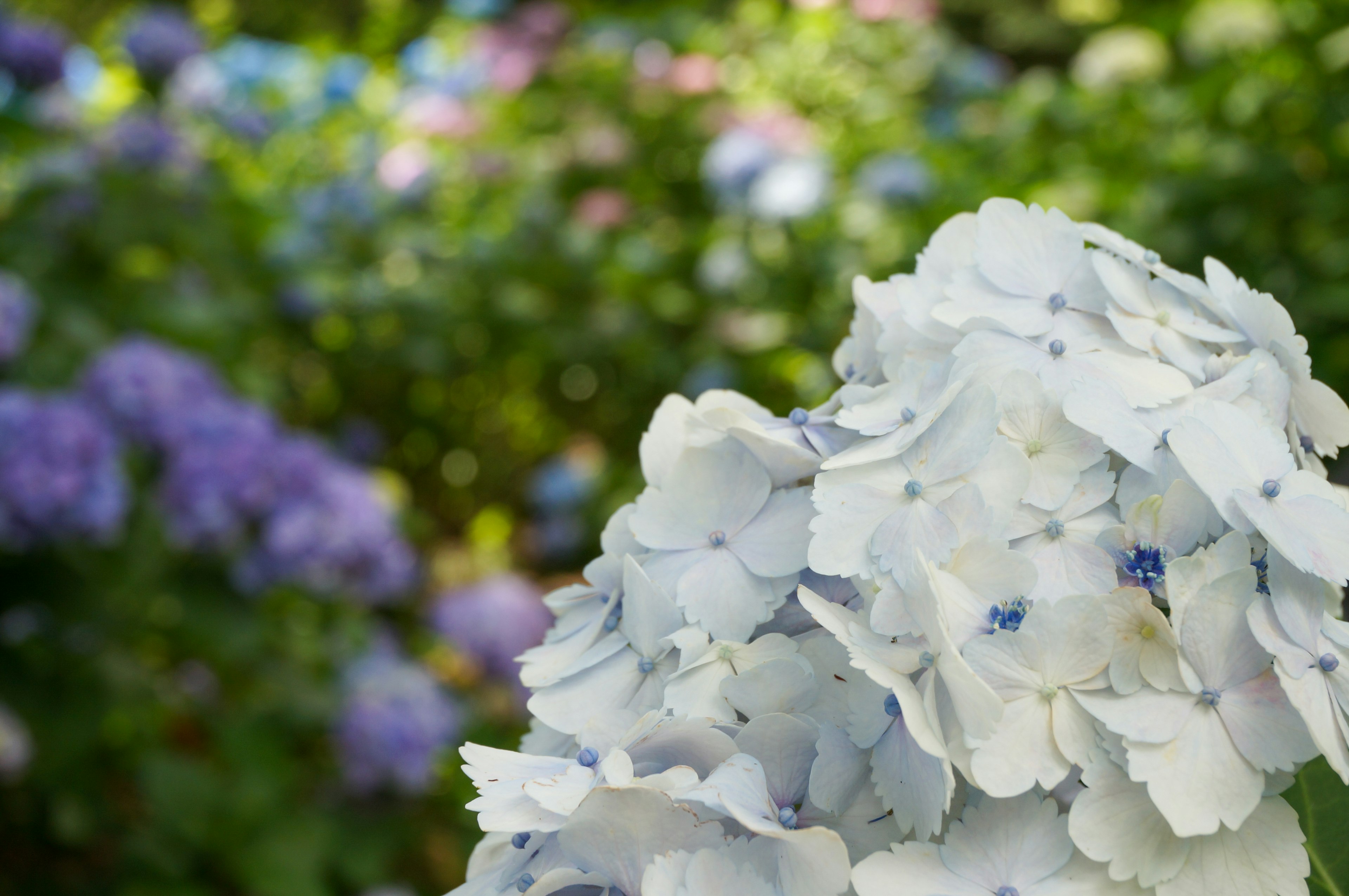 Sekelompok bunga hortensia putih di latar depan dengan hortensia ungu kabur di latar belakang