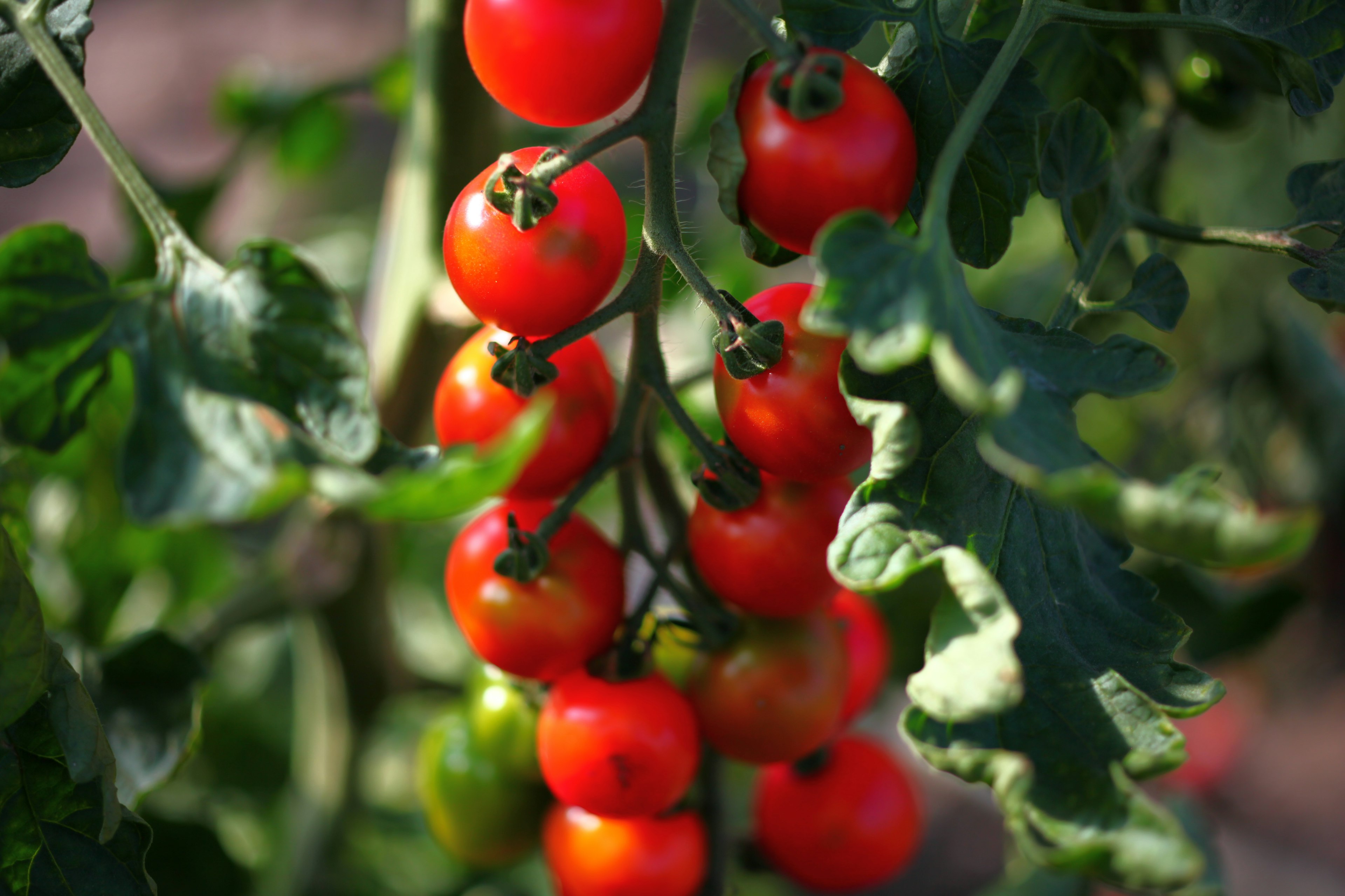 Pomodori rossi vivaci appesi tra foglie verdi