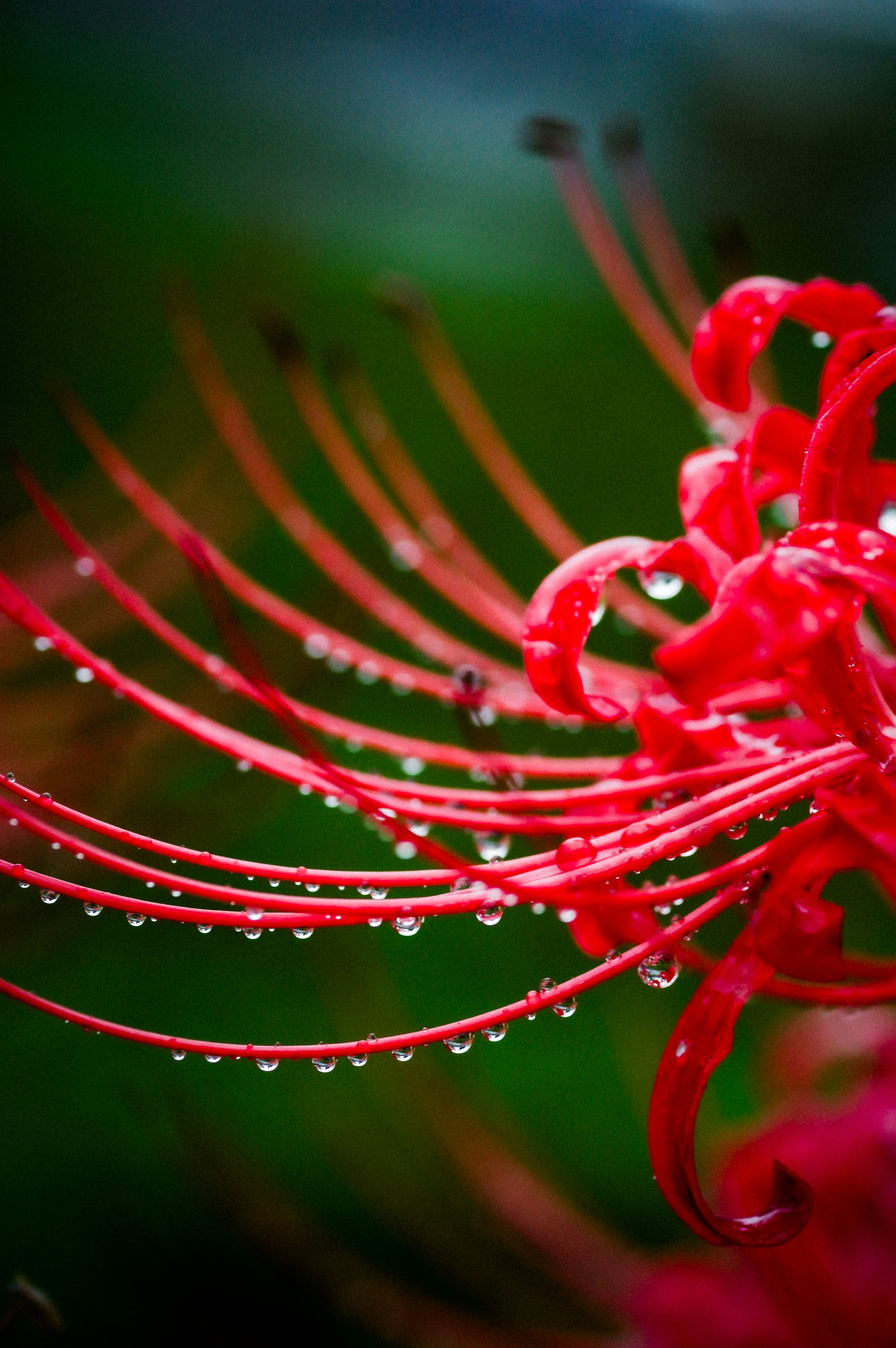 Primo piano di un fiore rosso con petali allungati e gocce d'acqua