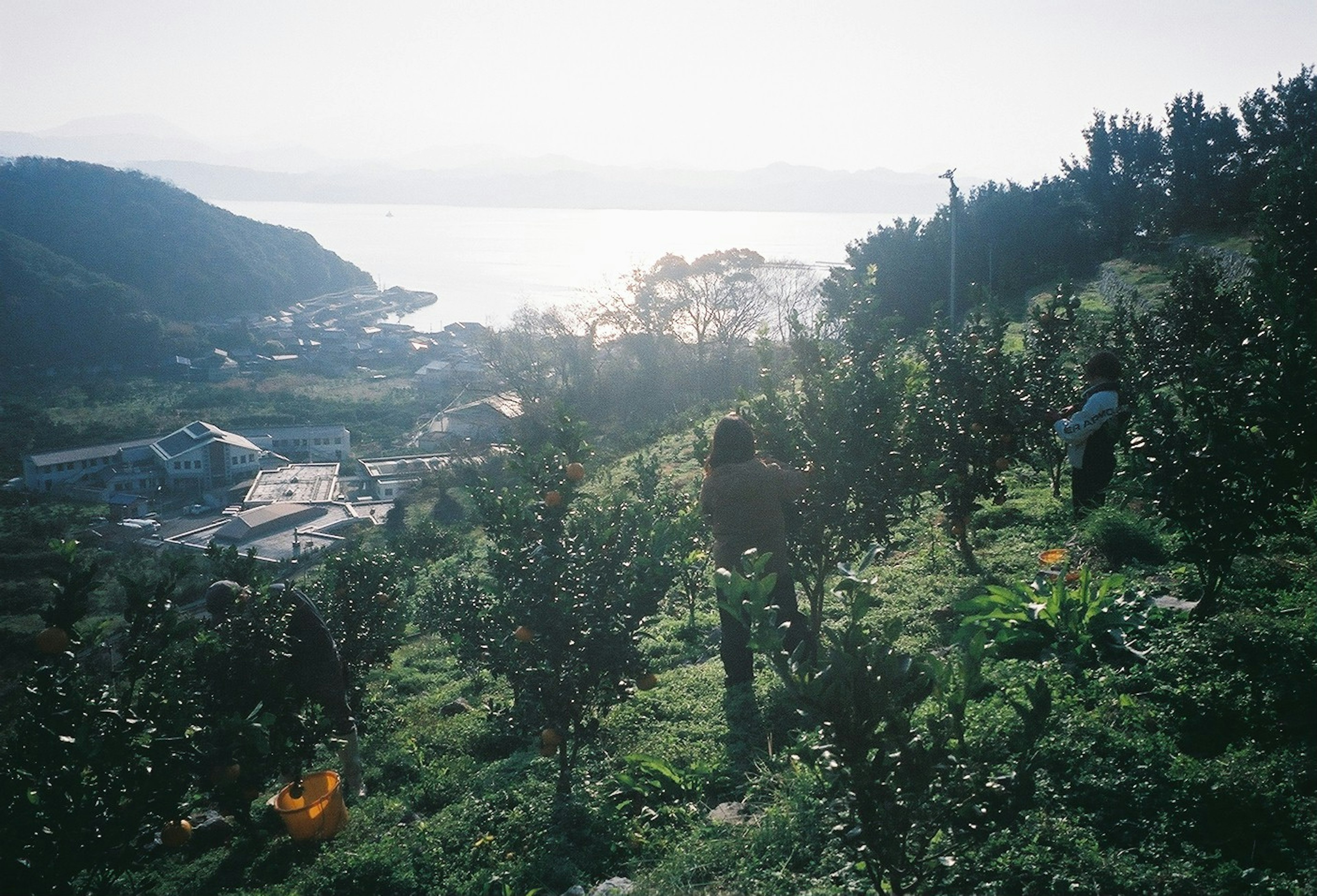 在海景果園工作的民眾