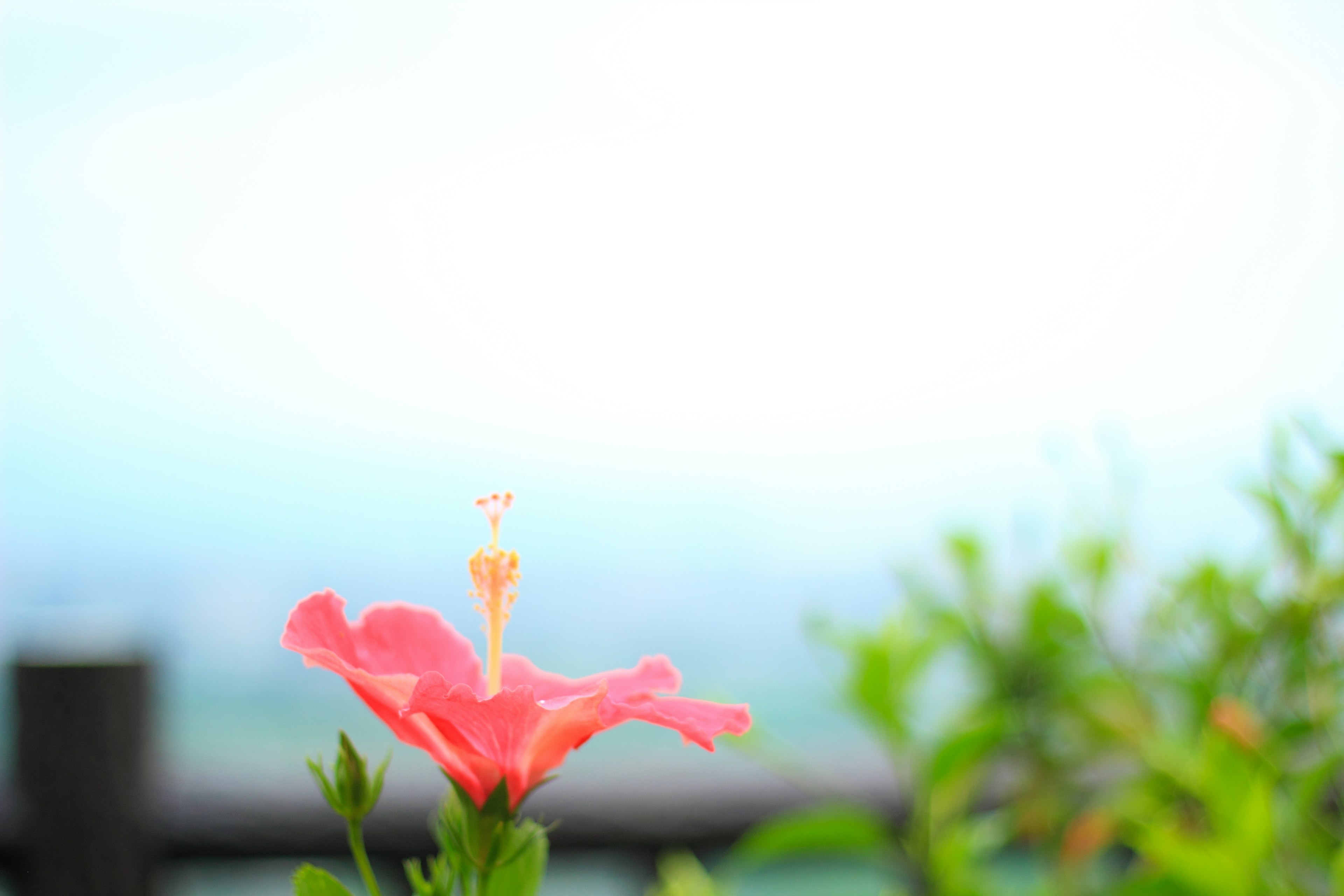 A pink hibiscus flower blooming against a light blue sky