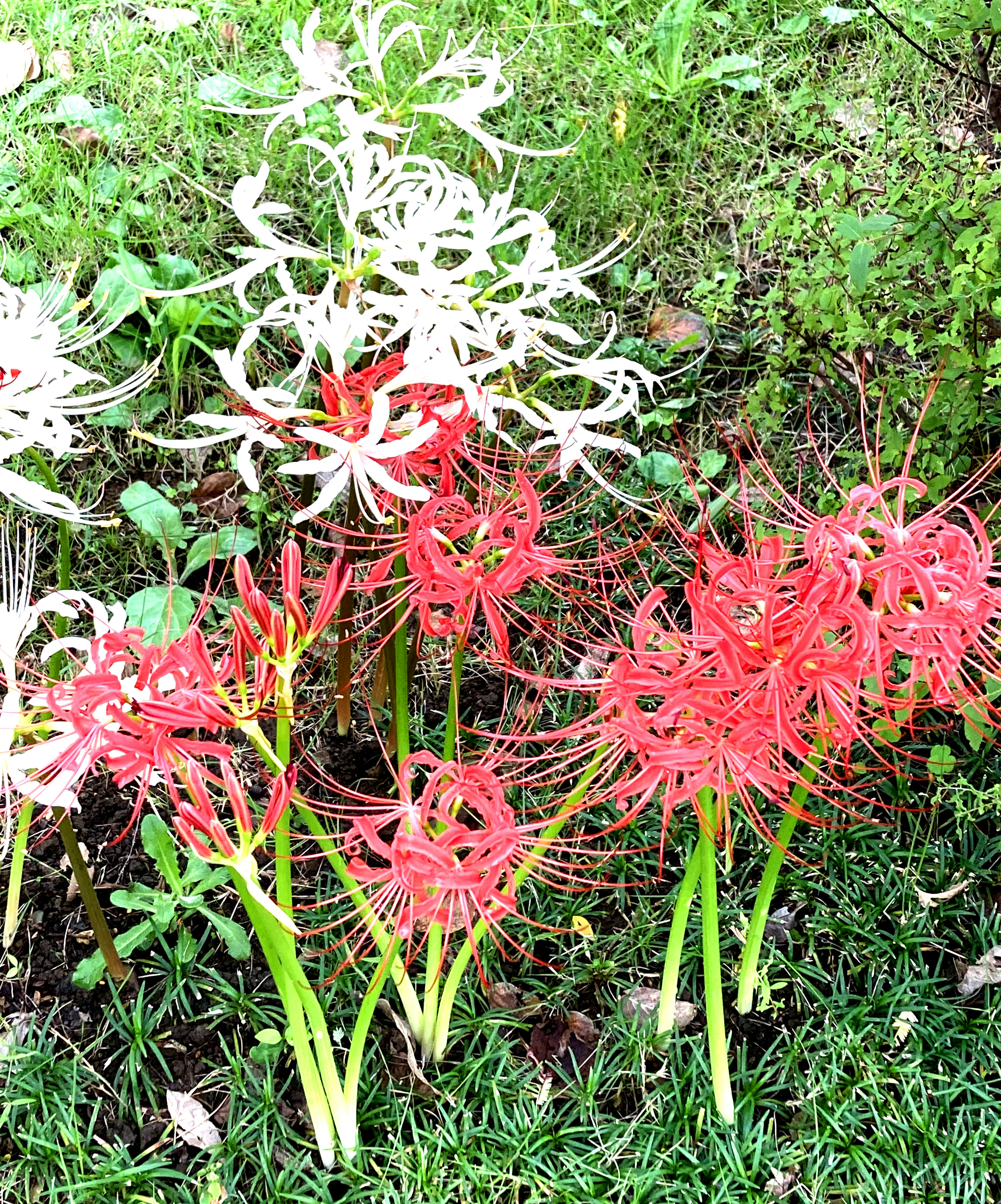 美麗的花園場景，紅色和白色的蜘蛛百合盛開