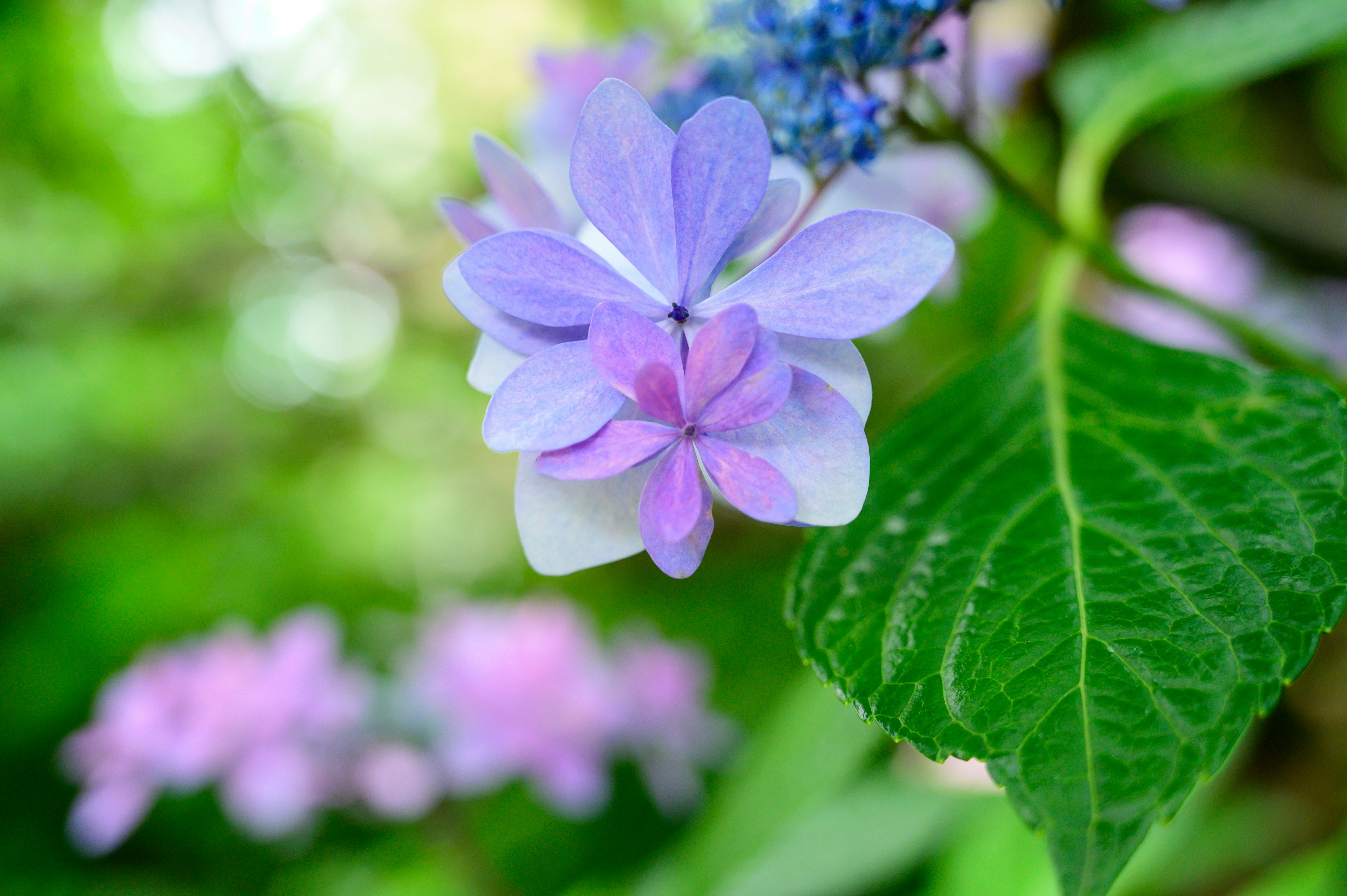 青紫の花と緑の葉のクローズアップ