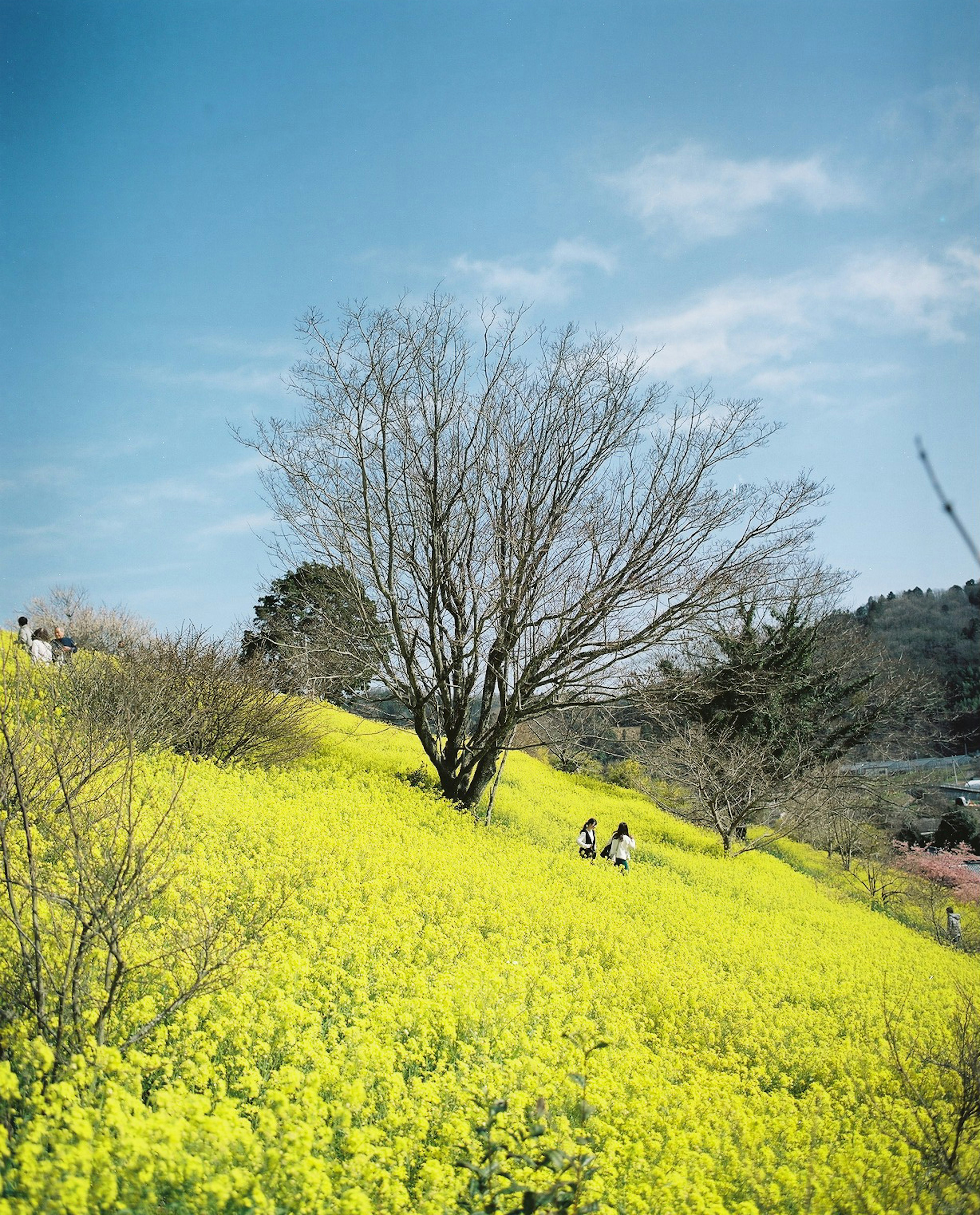 Una collina coperta di fiori gialli con un albero spoglio e due persone che camminano