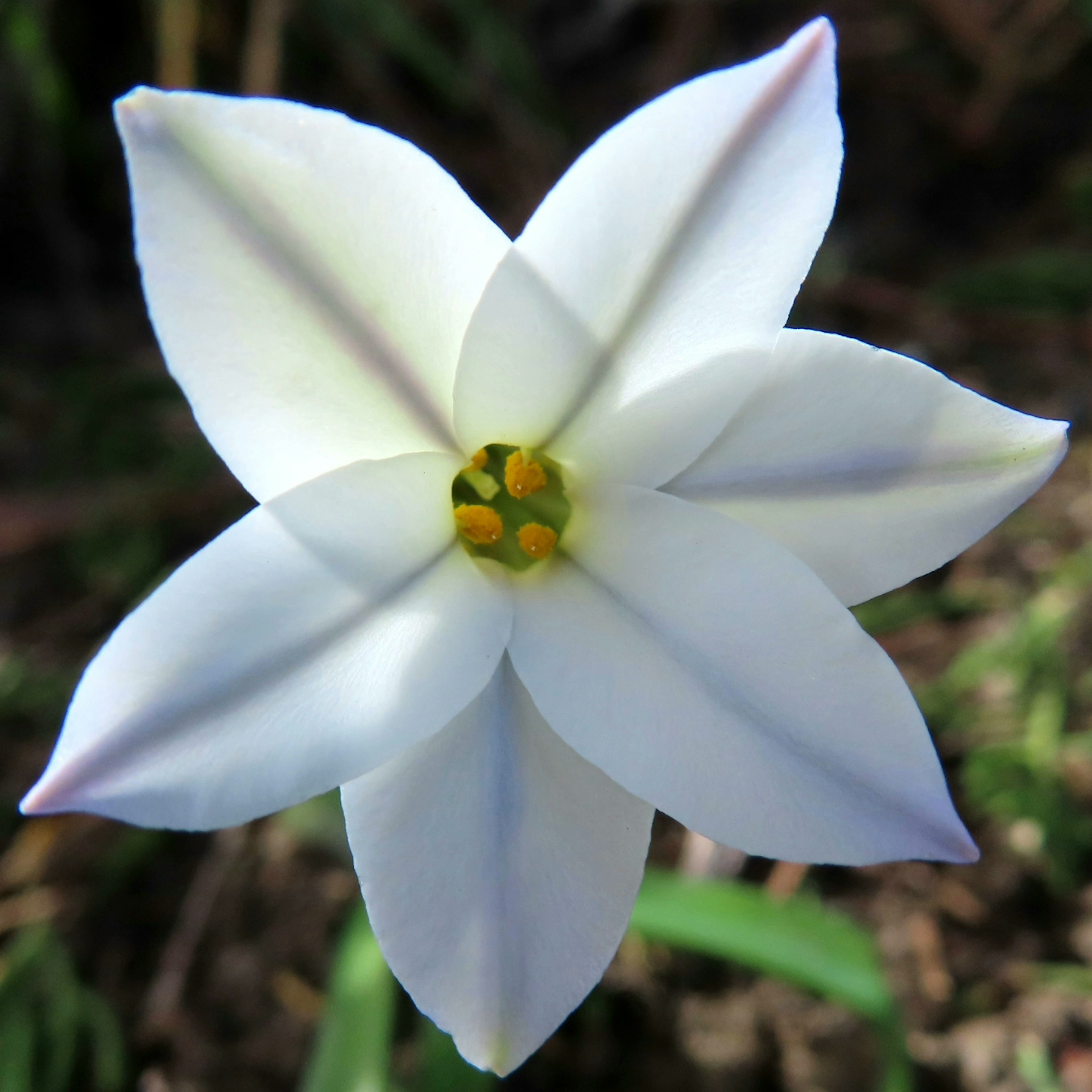 Weiße Blume mit sechs Blütenblättern und gelben Staubblättern in der Mitte