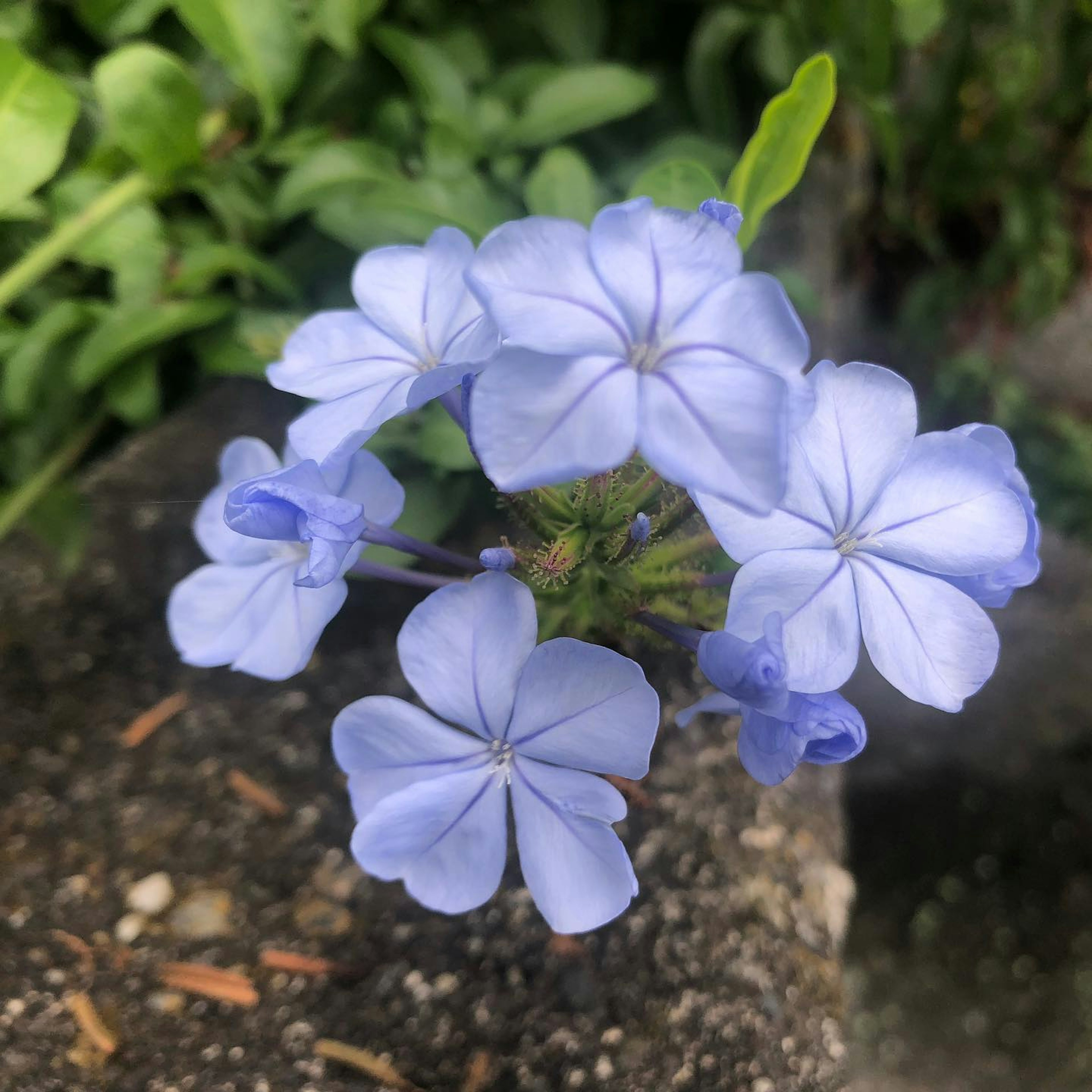 一簇浅蓝色花朵和绿色叶子