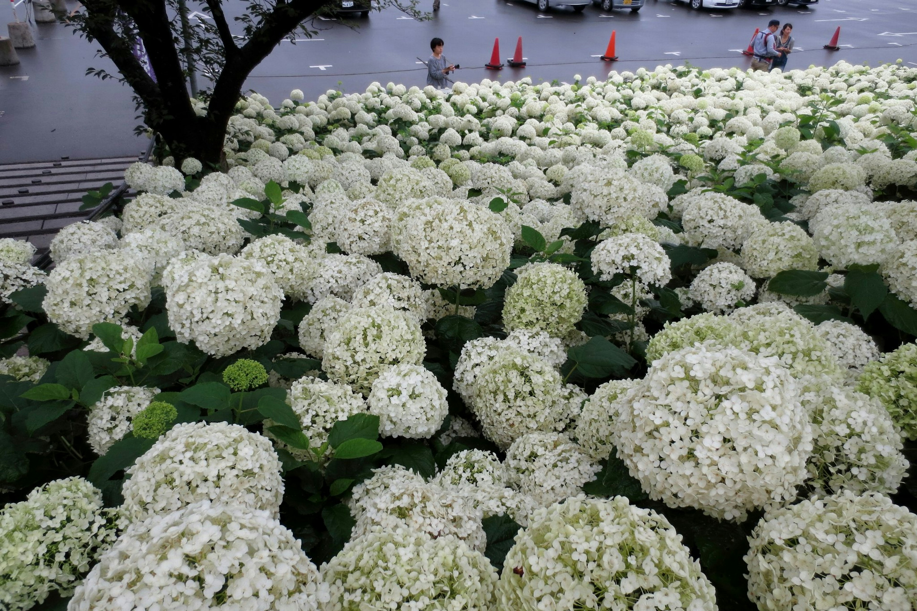 A landscape filled with blooming white hydrangeas captured under a cloudy sky