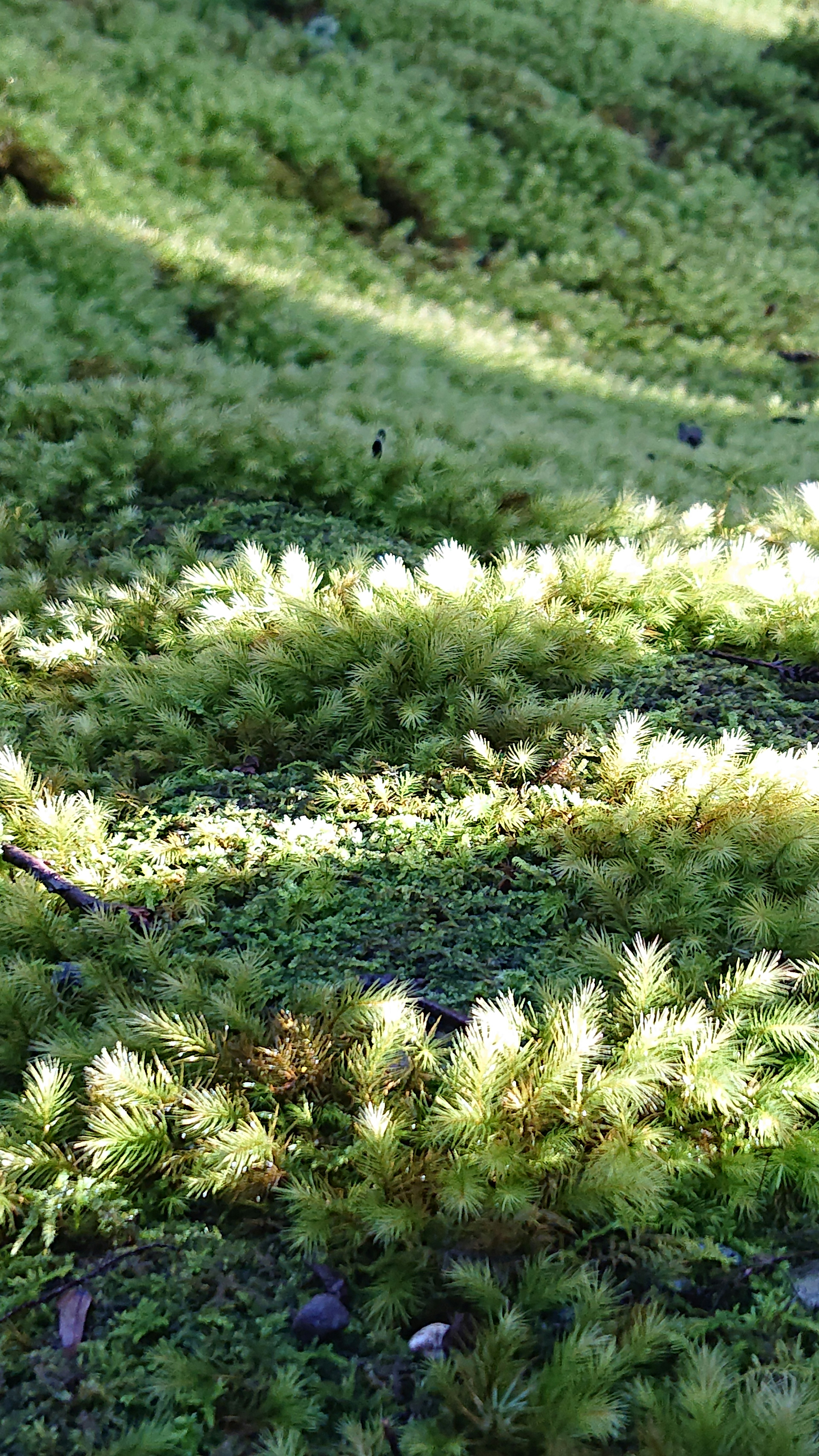 Primo piano di muschio verde che copre il terreno illuminato dalla luce del sole